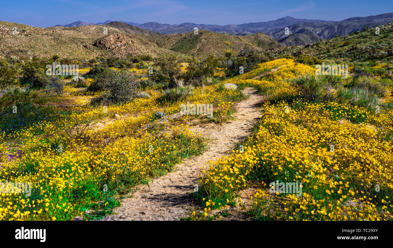 Feder Wildblumen blühen in den Joshua Tree National Park, Kalifornien, USA. Stockfoto