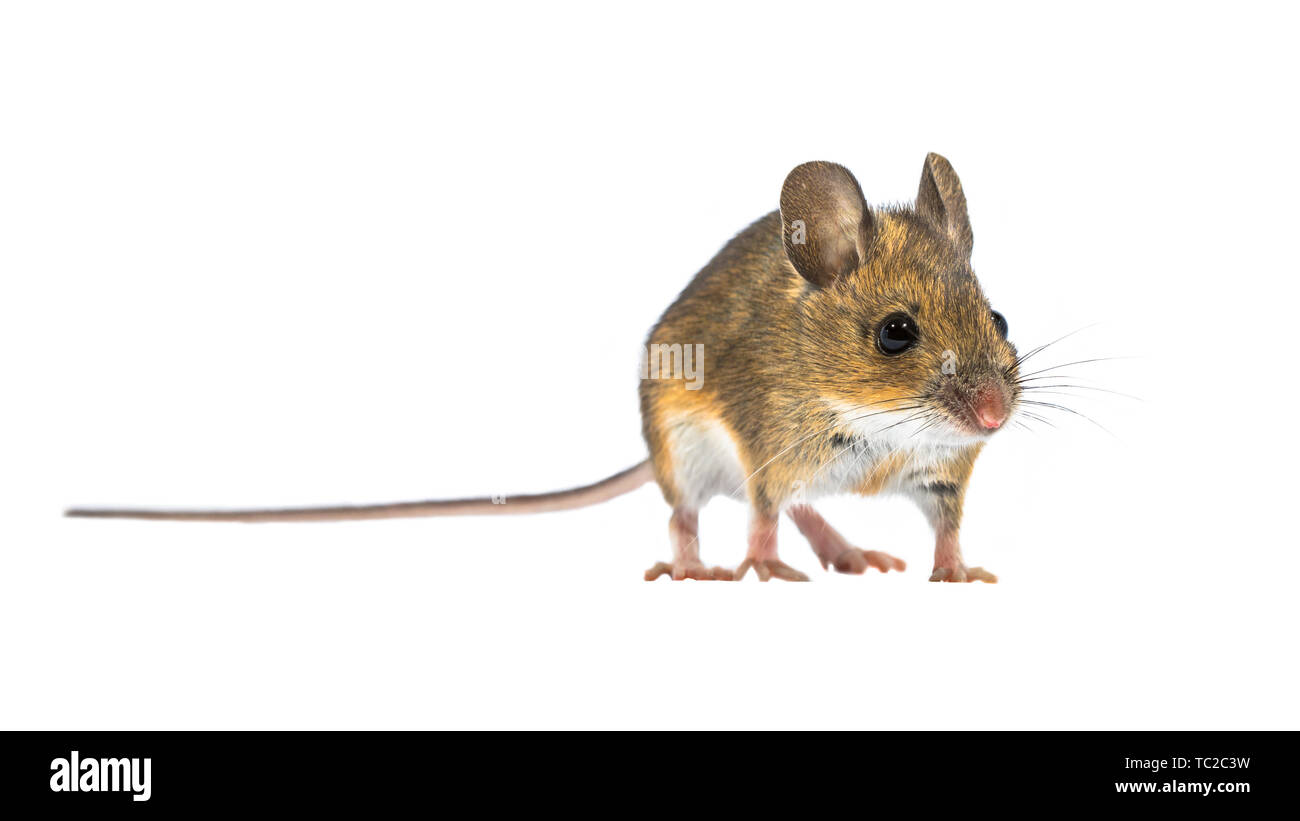 Charmante cute Holz Maus (APODEMUS SYLVATICUS) auf weißem Hintergrund. Dieses nette schauende Maus ist in den meisten Teilen Europas über gefunden und ist ein sehr comm Stockfoto