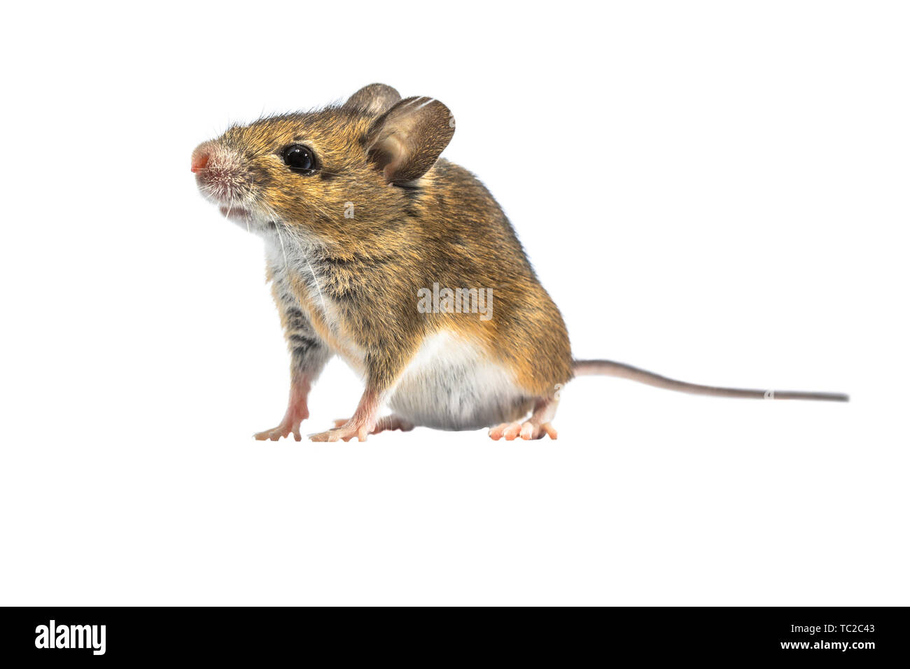 Schönes Holz Maus (APODEMUS SYLVATICUS) auf weißem Hintergrund. Dieses nette schauende Maus ist in den meisten Teilen Europas über gefunden und ist ein sehr häufig ein Stockfoto