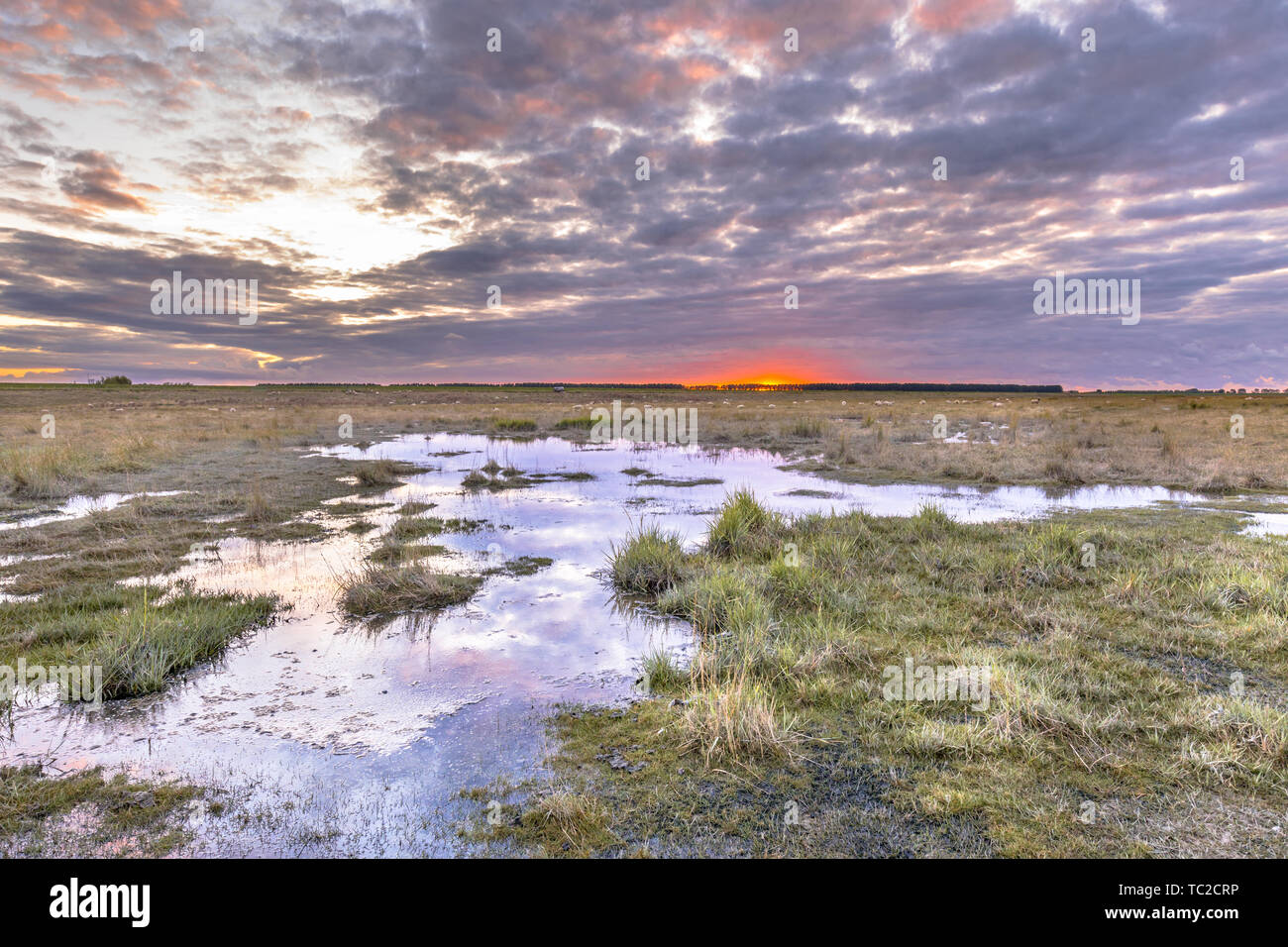 Wasser in Gezeiten Marshland Nature Reserve Verdronken Land van Saeftinghe in der Provinz Zeeland. Niederlande Stockfoto