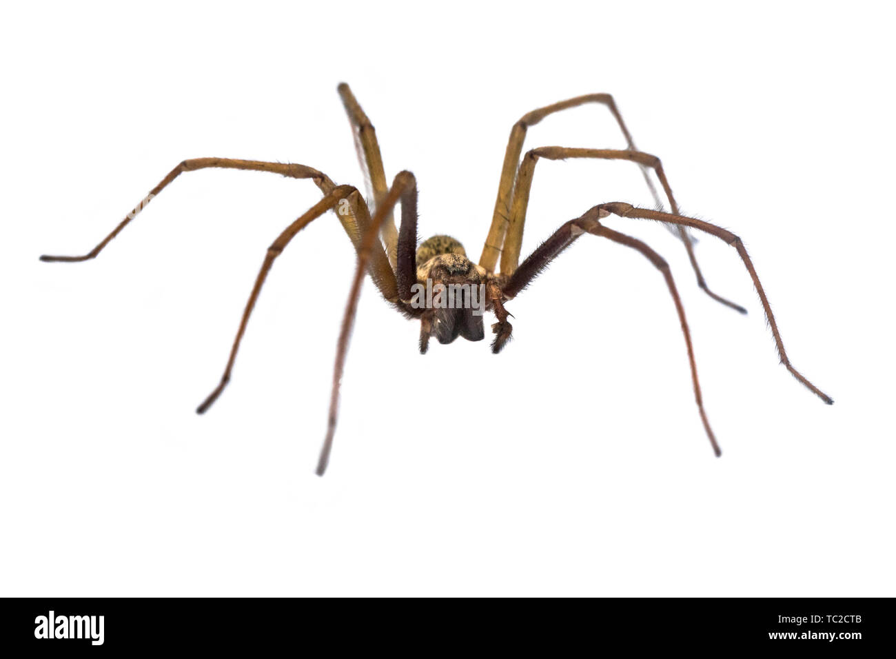 Riesige Haus Spinne (Eratigena atrica) Frontalansicht des Spinne mit langen, haarigen Beinen auf weißem Hintergrund Stockfoto