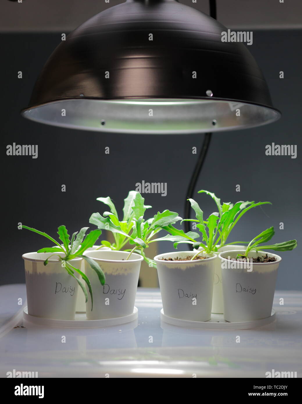 Daisy Sämlinge wachsen in Pappbecher unter einem Indoor wachsen hell Stockfoto