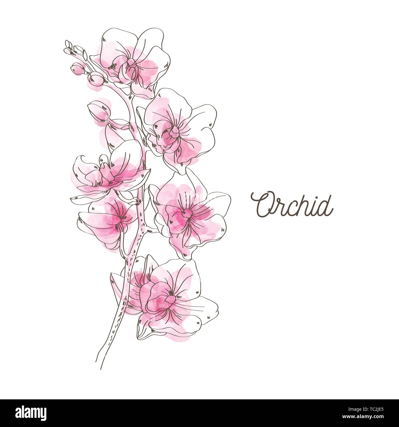 Pink Orchid Abbildung auf weißem Hintergrund Stock Vektor