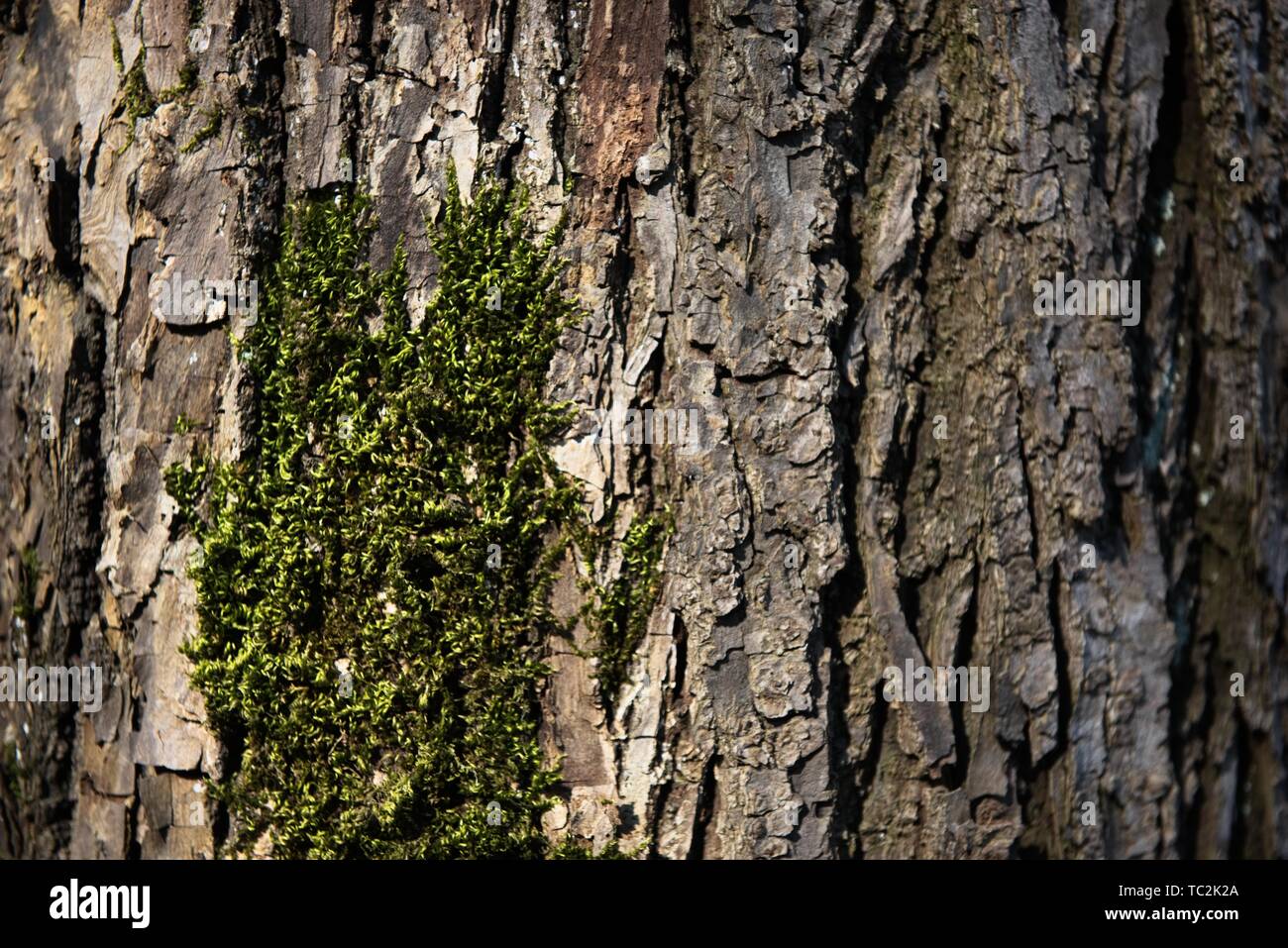 Die Rinde eines Baumes bedeckt mit Moos Stockfoto