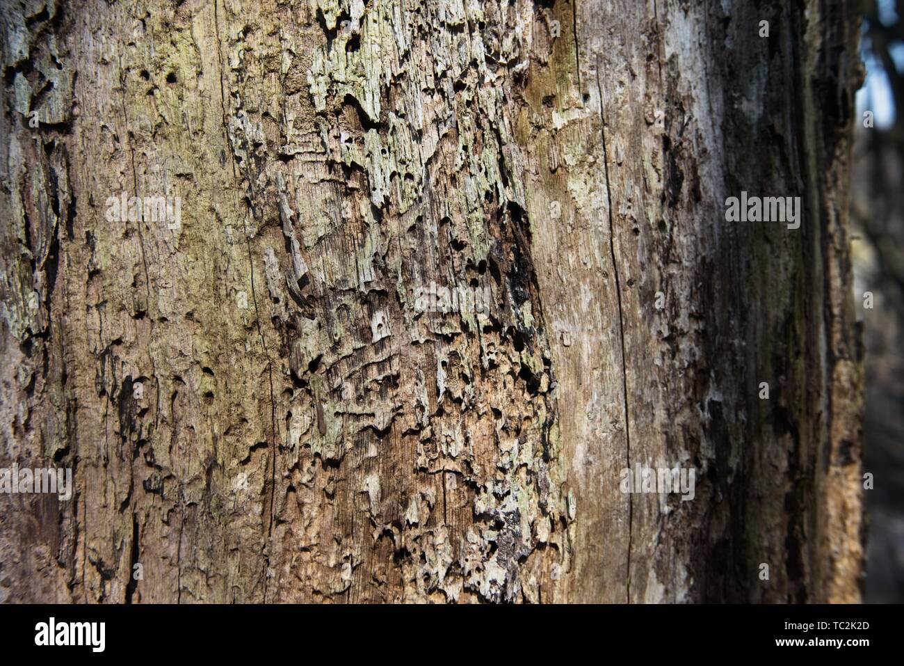 Die Rinde eines Baumes bedeckt mit Moos Stockfoto