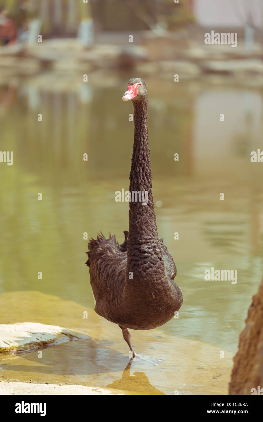 Eine schwarze Spaltfußgans in die Kamera schaut. Stockfoto