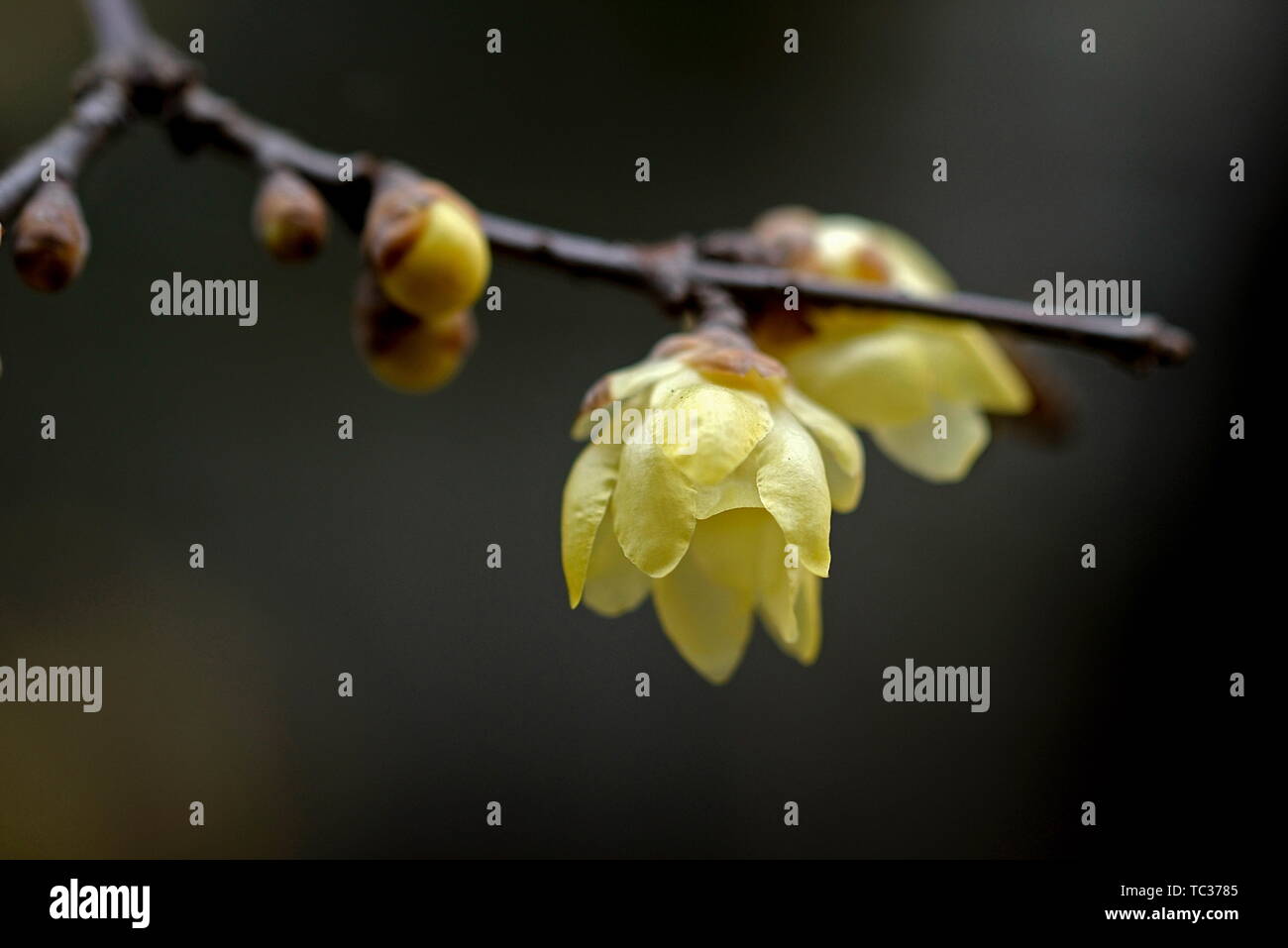 Plum flower Stockfoto