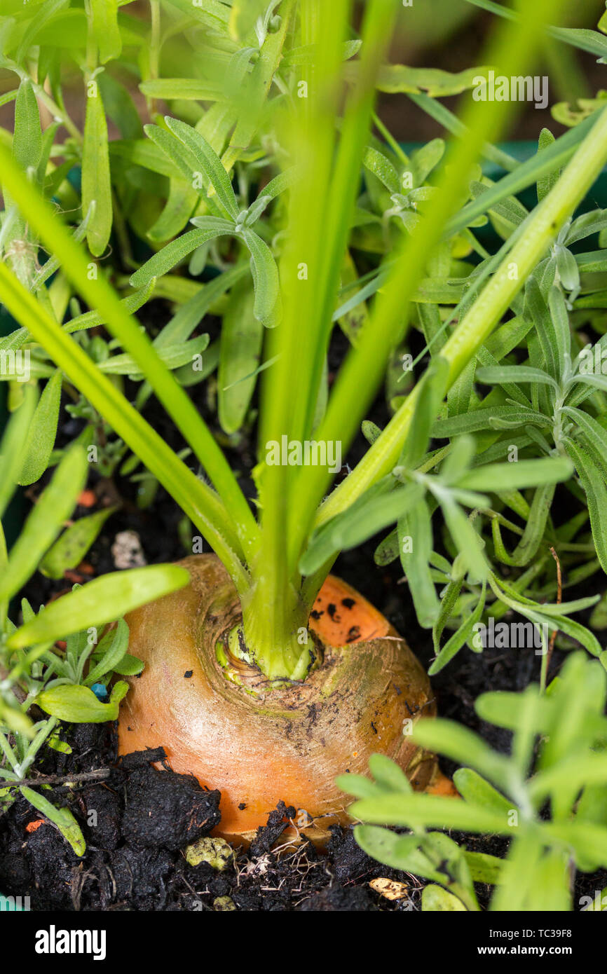 Karotte Gemüse wächst im Garten in der Erde organische Hintergrund Stockfoto