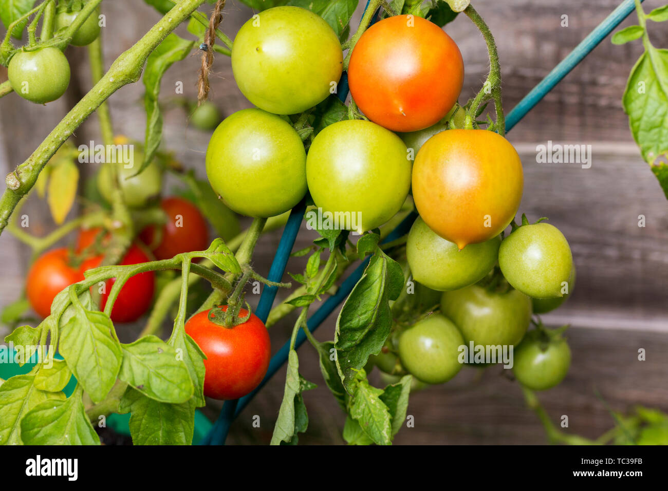 Kirschtomaten auf Bush in einem Garten auf einem Sommer sonnigen Tag. Bio Tomaten Gemüse Landwirtschaft Stockfoto