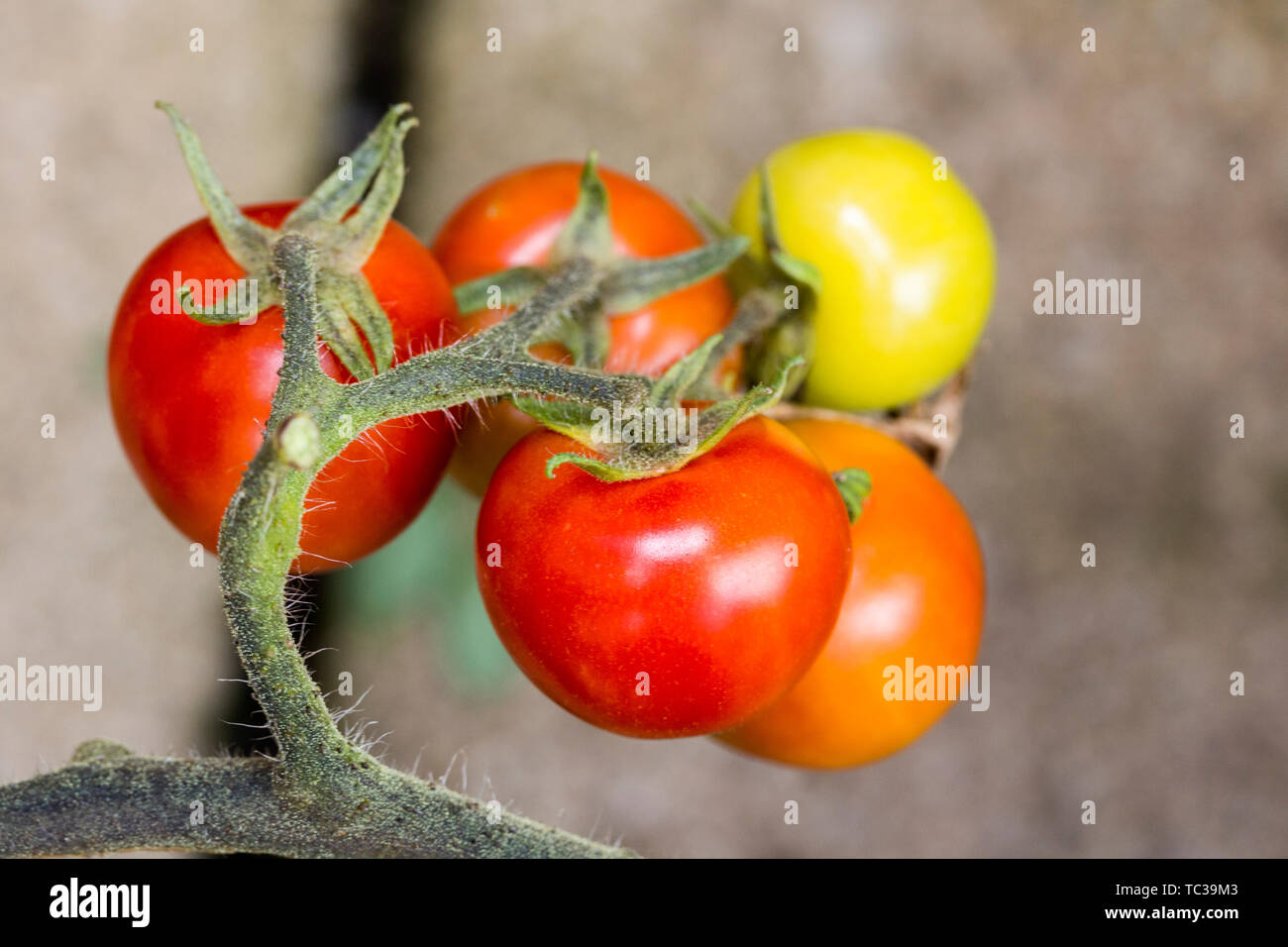 Close-up auf reife Tomaten und grüne Tomaten wachsen auf Reben im Gewächshaus im Garten Stockfoto