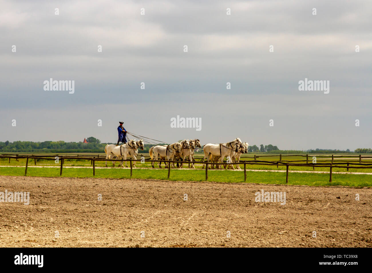 Kalocsa, Puszta, Ungarn - 23. Mai 2019: Ungarische Csikos equestrian Reiter Durchführung von TEN-in-Hand, oder Koch - Zehn, Stunt in Corral. Stockfoto