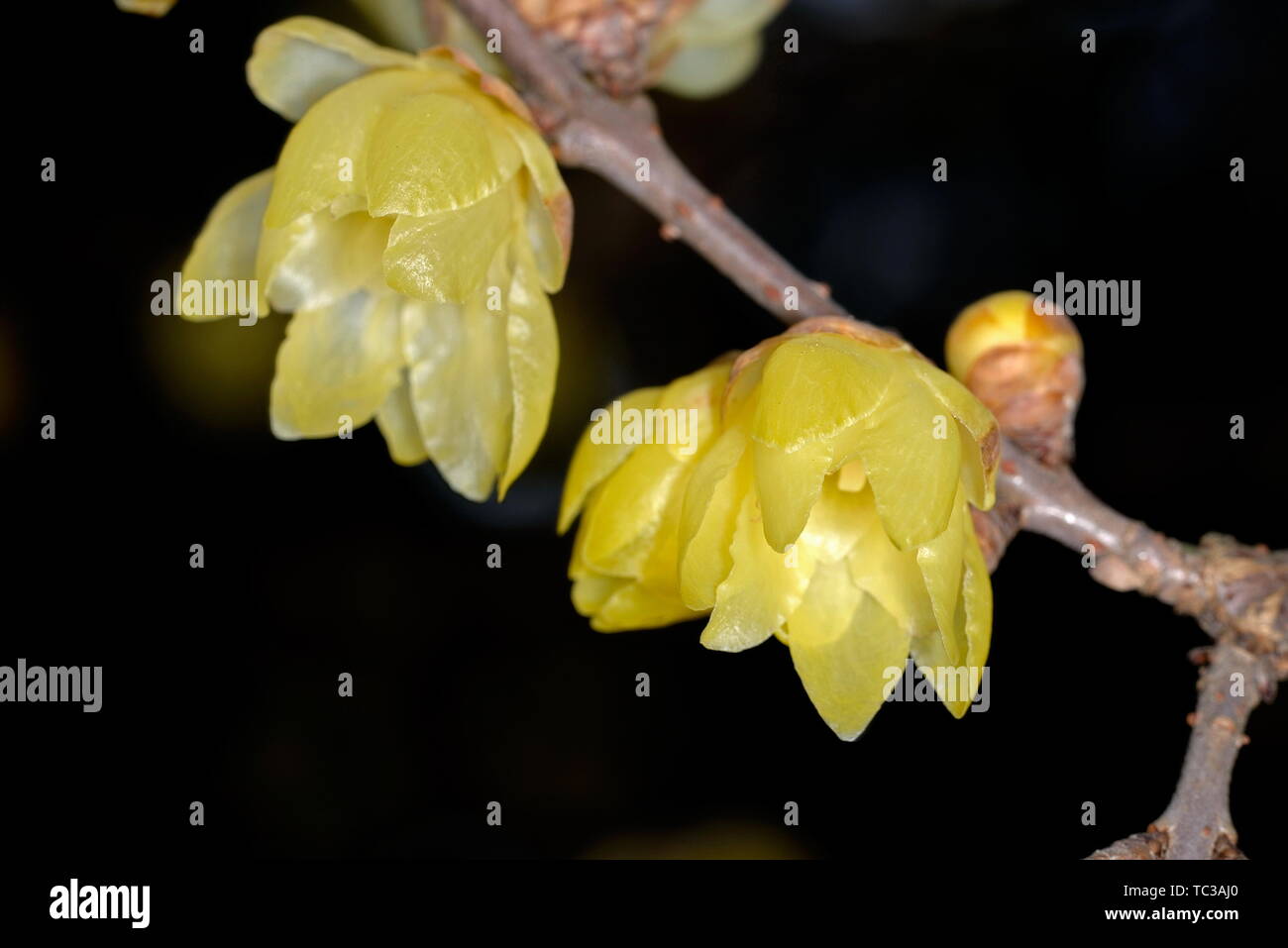 Plum flower Stockfoto