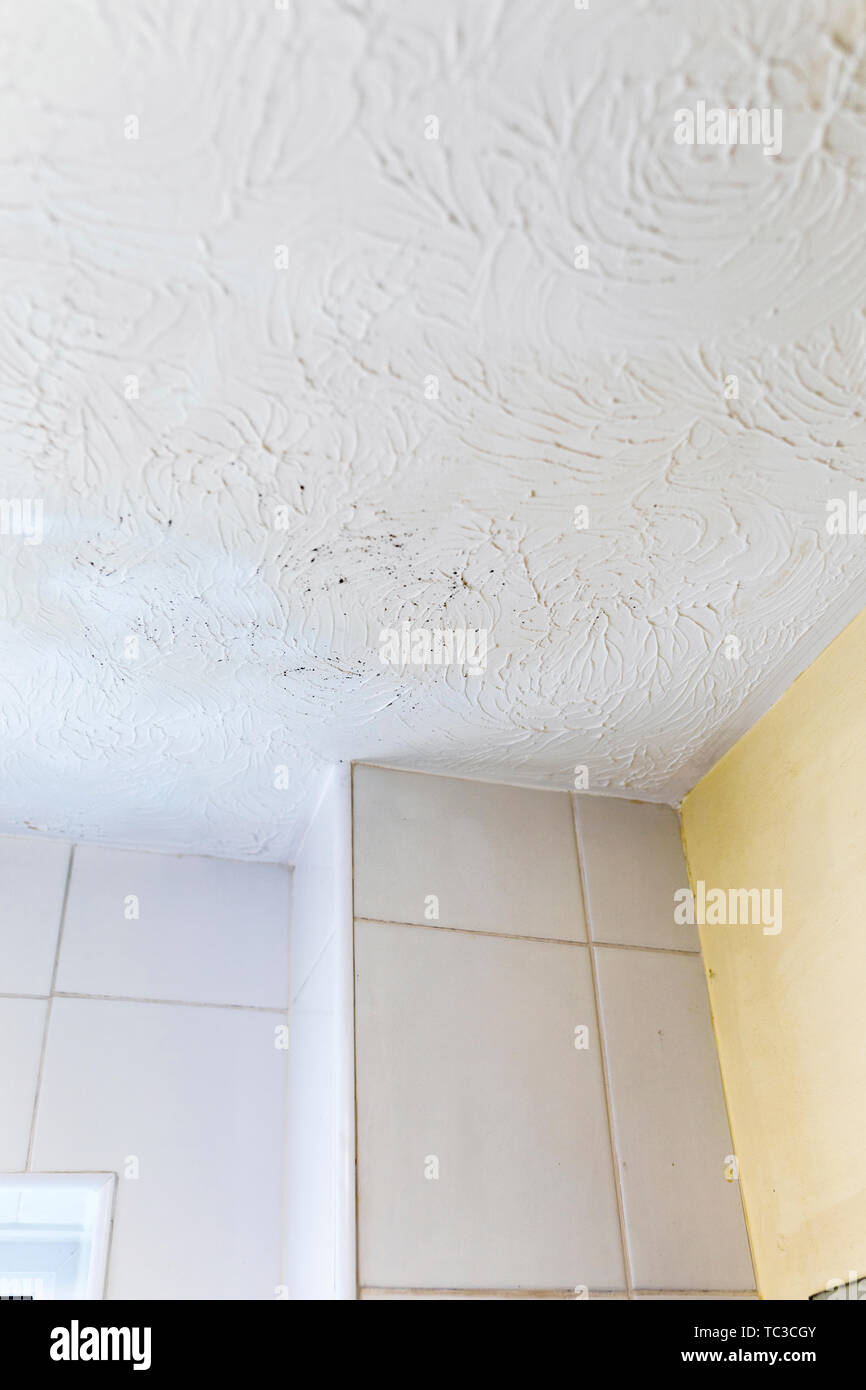 Pilz Schimmel an Decke und Wand im Bad. Luftfeuchtigkeit ist ungesund Stockfoto