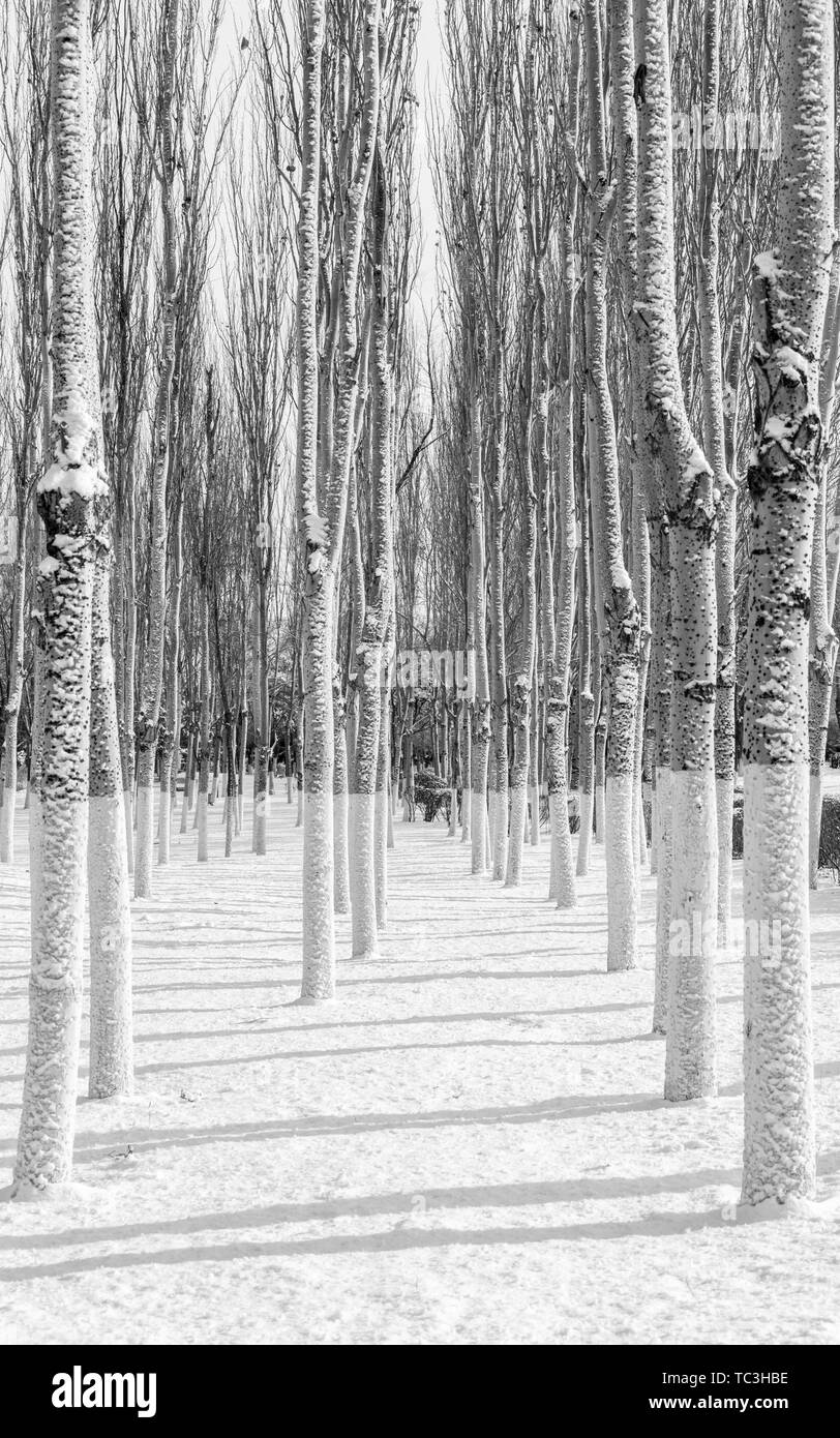 Schnee, rime Bäume, Straßen Stockfoto
