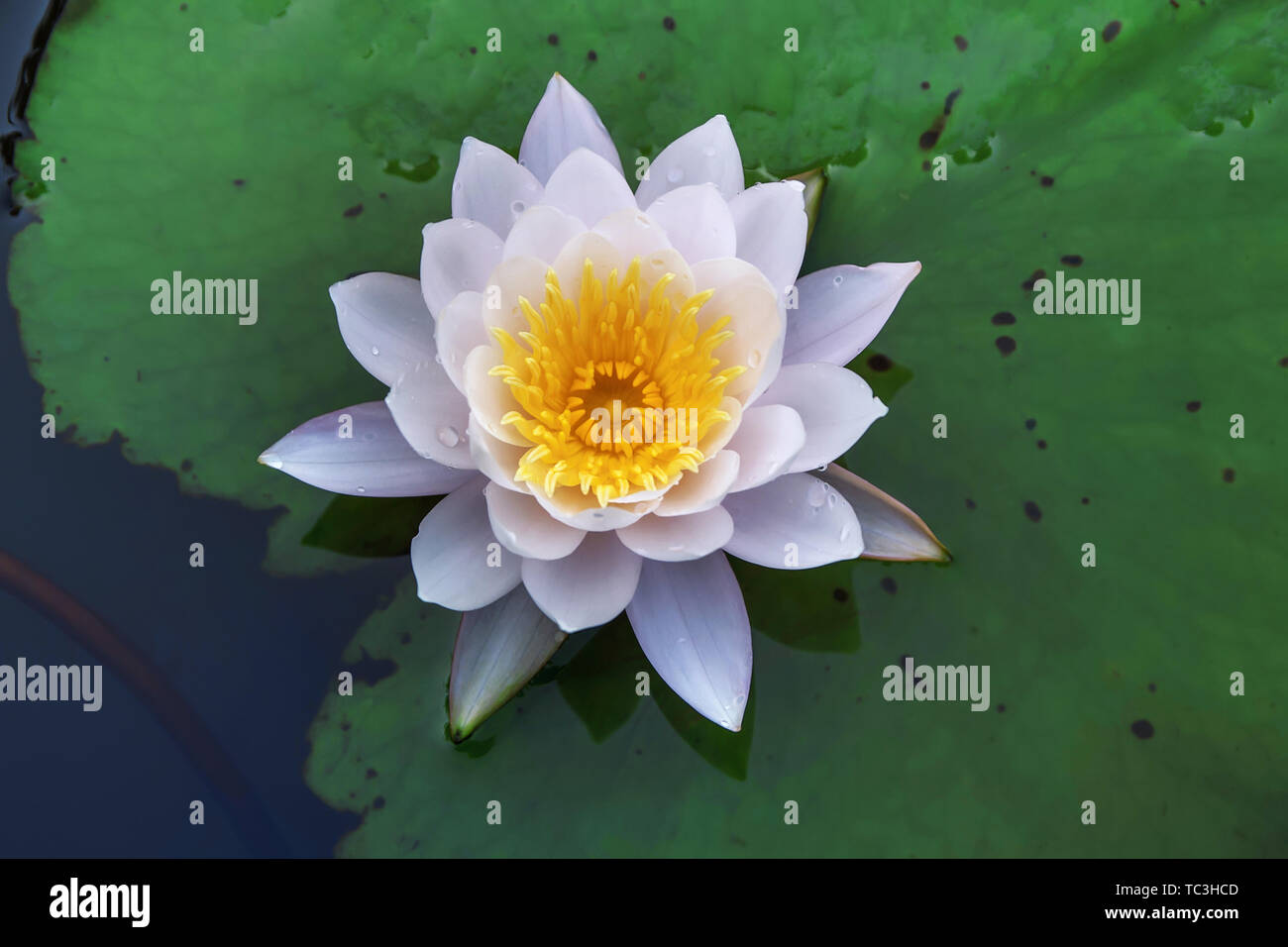 Eine weiße Lilie. Stockfoto