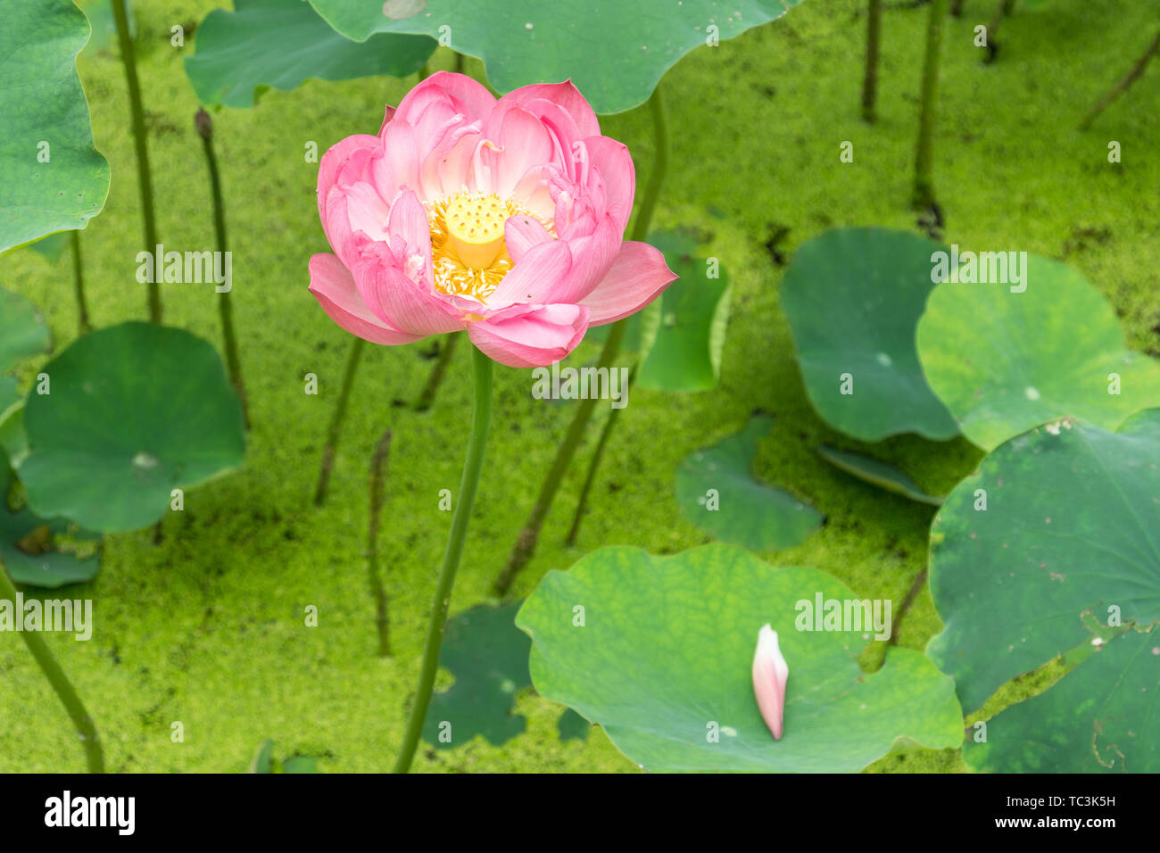 Fischteich Lotus Blätter Stockfoto