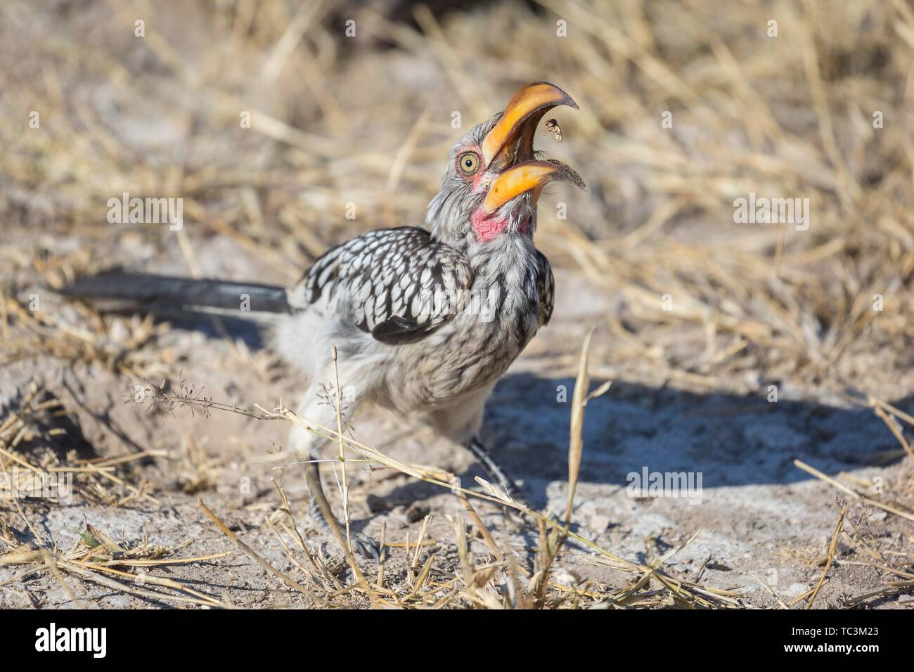 Southern Yellow-billed Hornbill (Tockus leucomelas) Fänge, Insekt, auf der Suche nach der Nahrung sind, Etosha National Park, Namibia Stockfoto