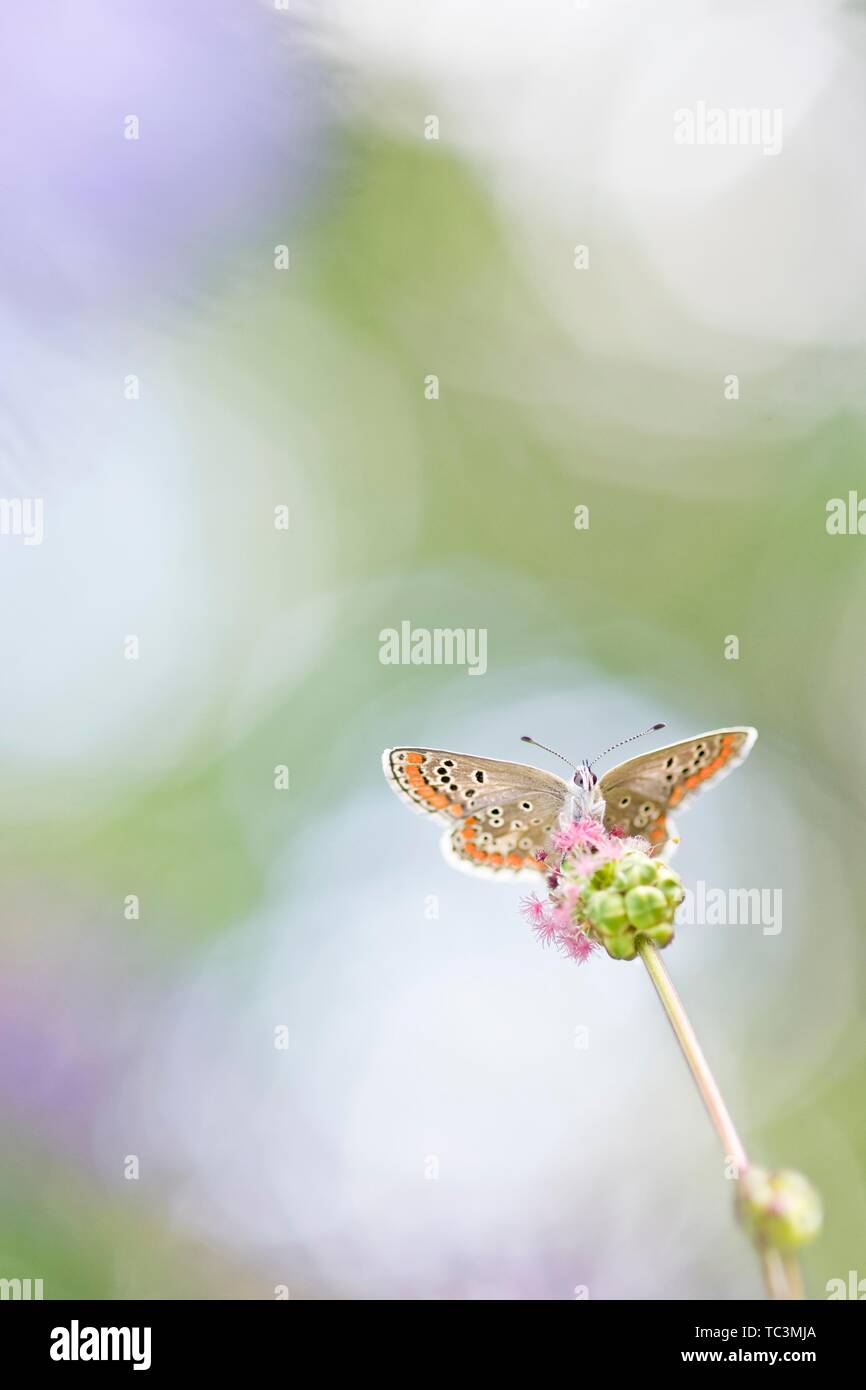 Gemeinsame blauer Schmetterling (Polyommatus icarus) sitzen auf Pflanze, Lower Austria, Austria Stockfoto