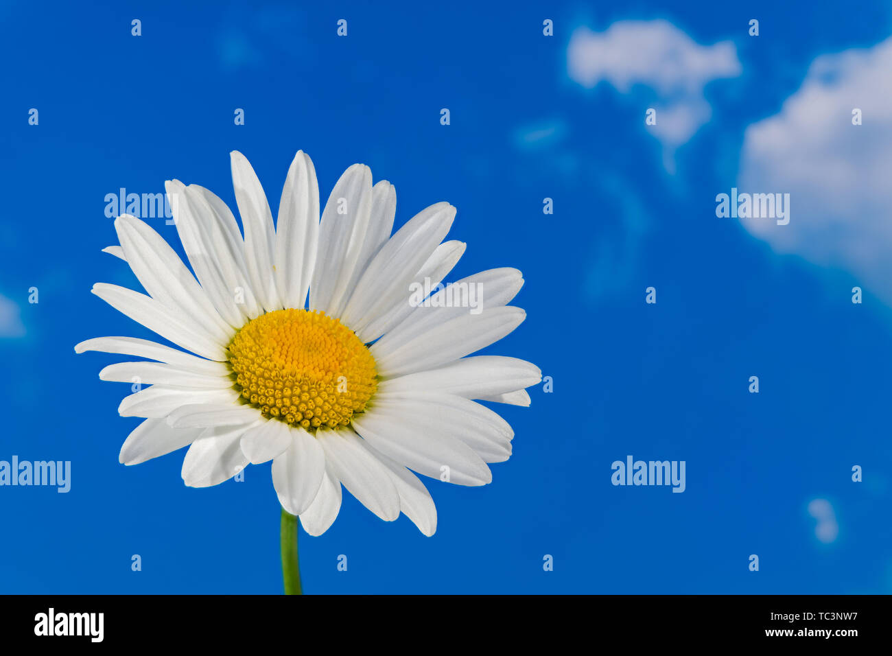 Oxeye daisy flower Head. Marguerite detail. Leucanthemum. Argyranthemum. Allein zarten weißen Blüte an sonnigen blauen Himmel. Künstlerische optimistisch Hintergrund. Stockfoto