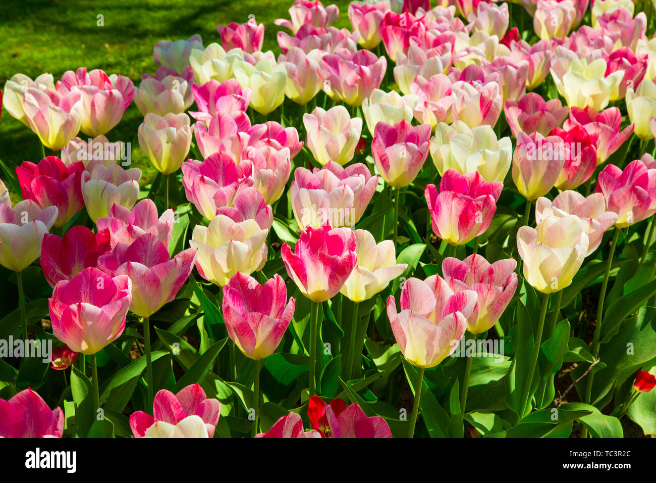 Hintergrundbild mit weißen und rosa Frühling Tulpen Stockfoto