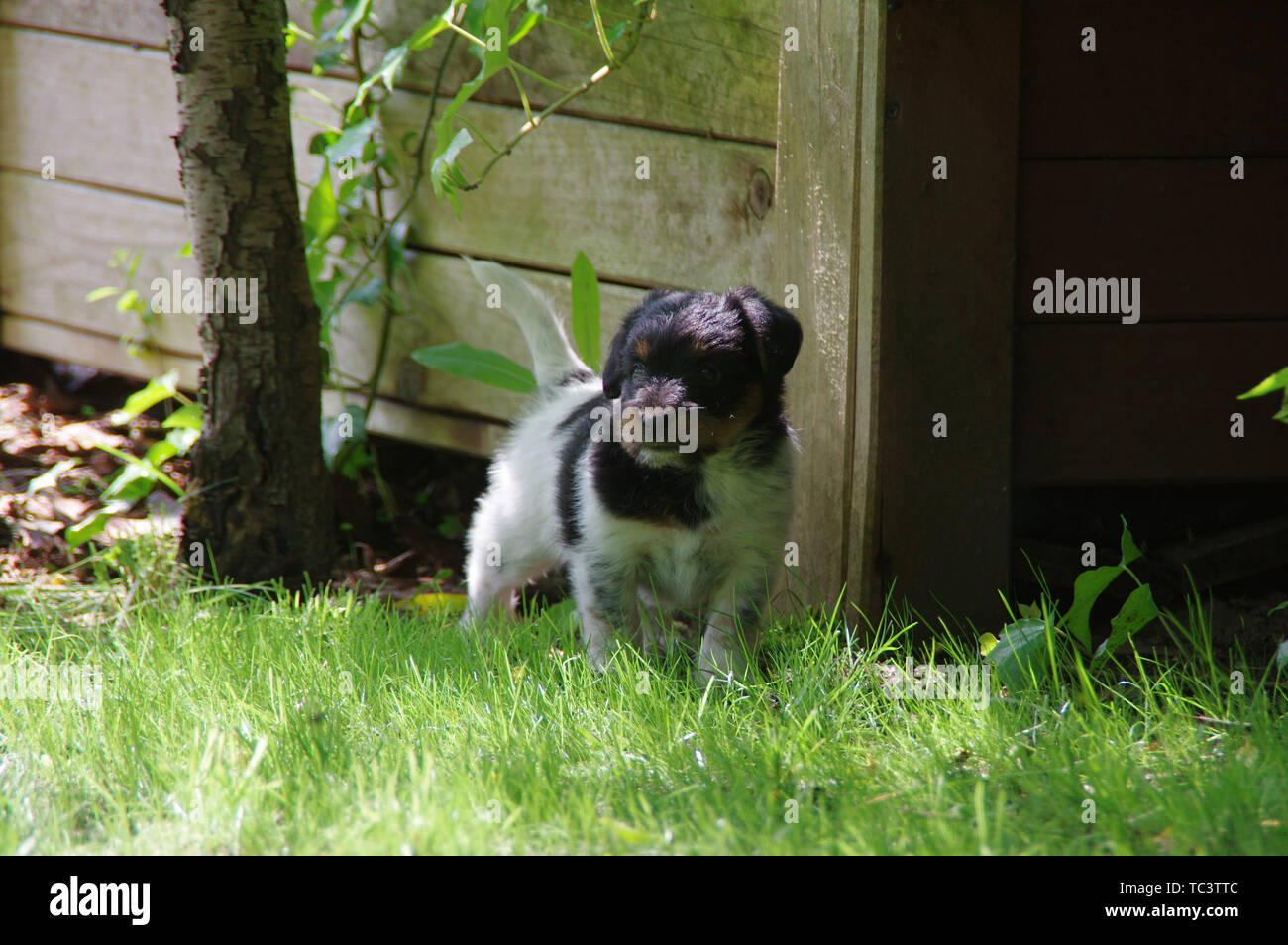 Der Welpe ist Wandern auf dem Gras. Der kleine Hund der Welt mit Neugier zu wissen. Stockfoto