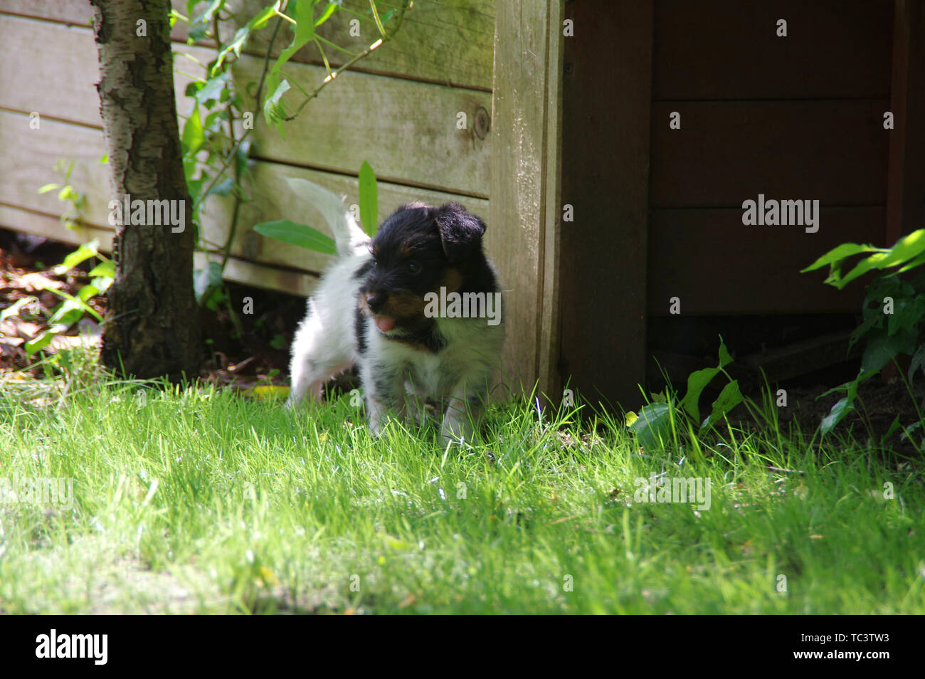 Der Welpe ist Wandern auf dem Gras. Der kleine Hund der Welt mit Neugier zu wissen. Stockfoto