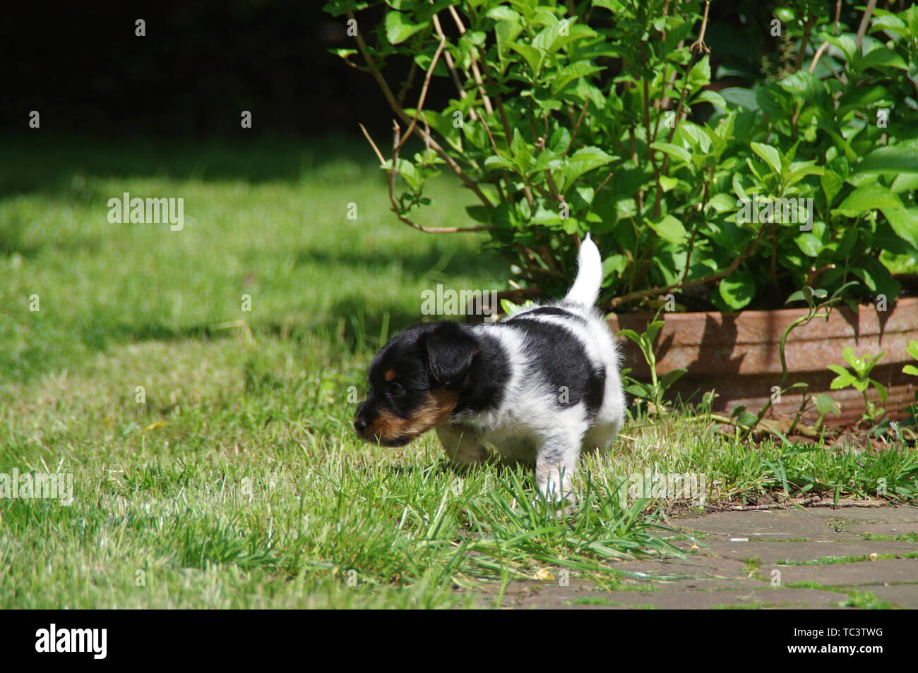 Der Welpe ist Wandern auf dem Gras. Der kleine Hund der Welt mit Neugier zu wissen. Stockfoto