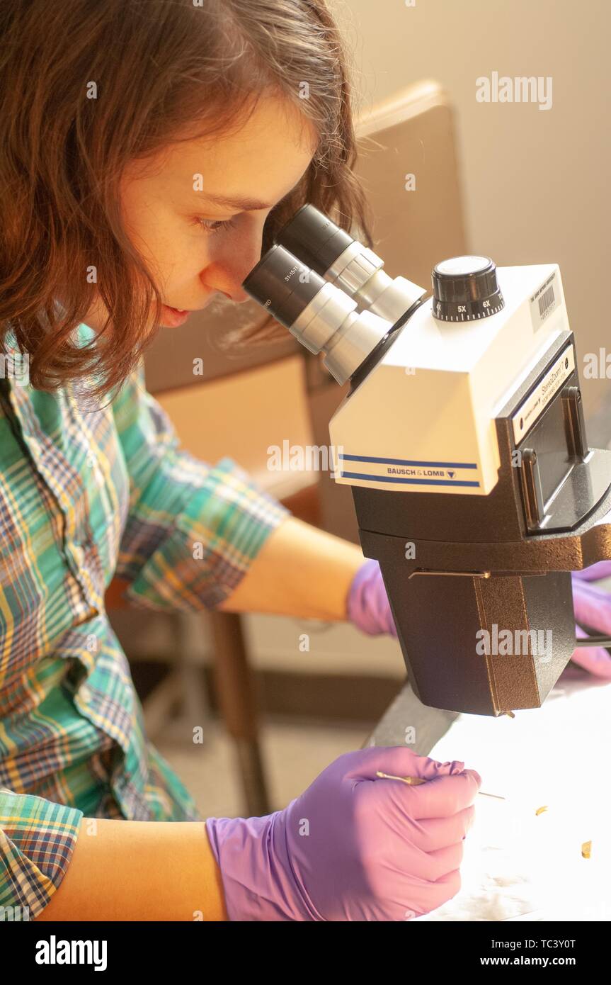 Close-up ein Forscher durch ein Mikroskop in einem Masse und planetarische Wissenschaften lab Zimmer an der Johns Hopkins Universität, Baltimore, Maryland, 28. September 2007. Vom Homewood Sammlung Fotografie. () Stockfoto