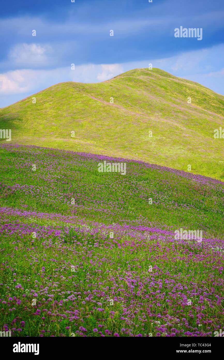 Asirisi himmlische Blume Meer landschaftlich reizvollen Gegend, die auch als die Große Lauch Ping genannt, ist in Hezhang County, bijie Stadt, Provinz Guizhou. Es ist ein Plateau Plattform von mehr als 100.000 Me. Es ist voll von Zehntausenden von Mu üppiger, Wilder Lauch. Es ist das einzige wild Lauch Blume Riemen im Land. Stockfoto