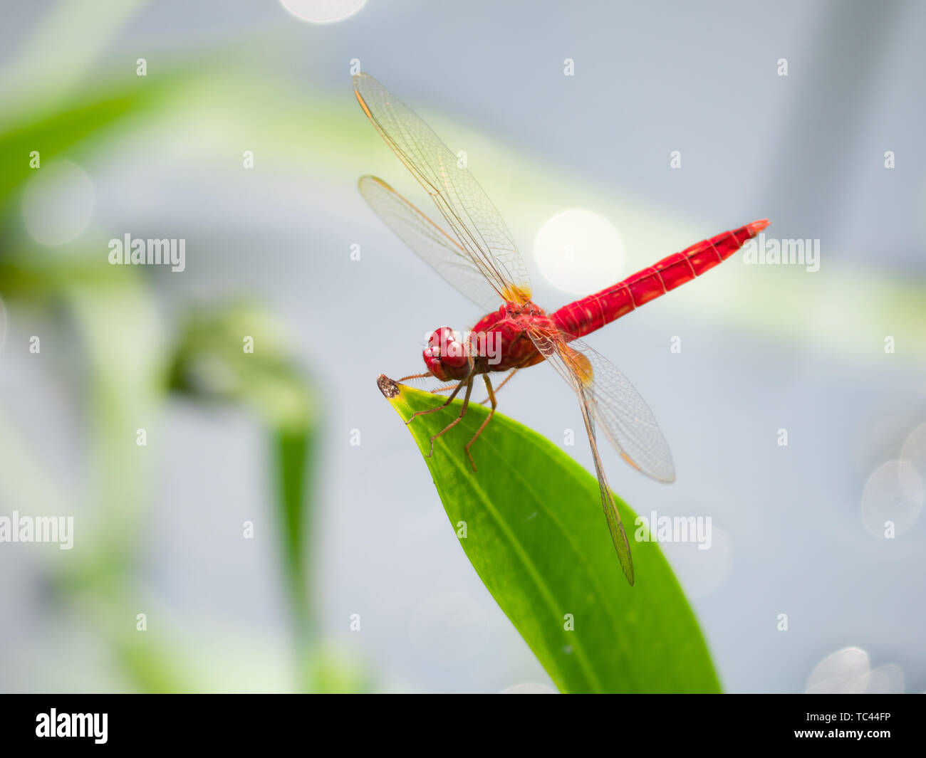 Libelle Stockfoto