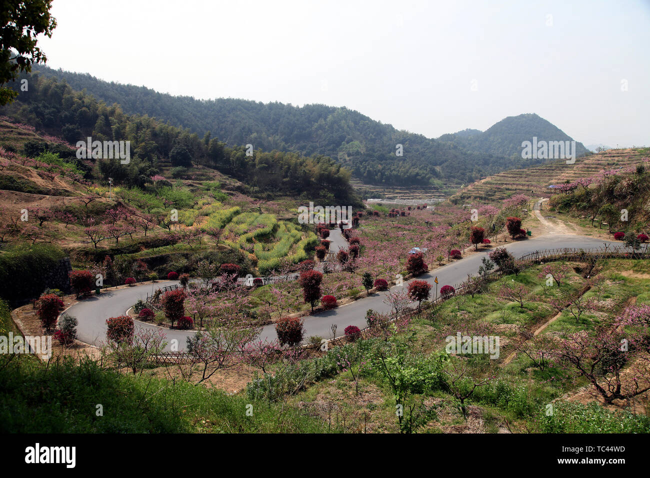 Der Ort, wo Peach Blossoms in Yangshan, Tonglu, Hangzhou Blüte Stockfoto