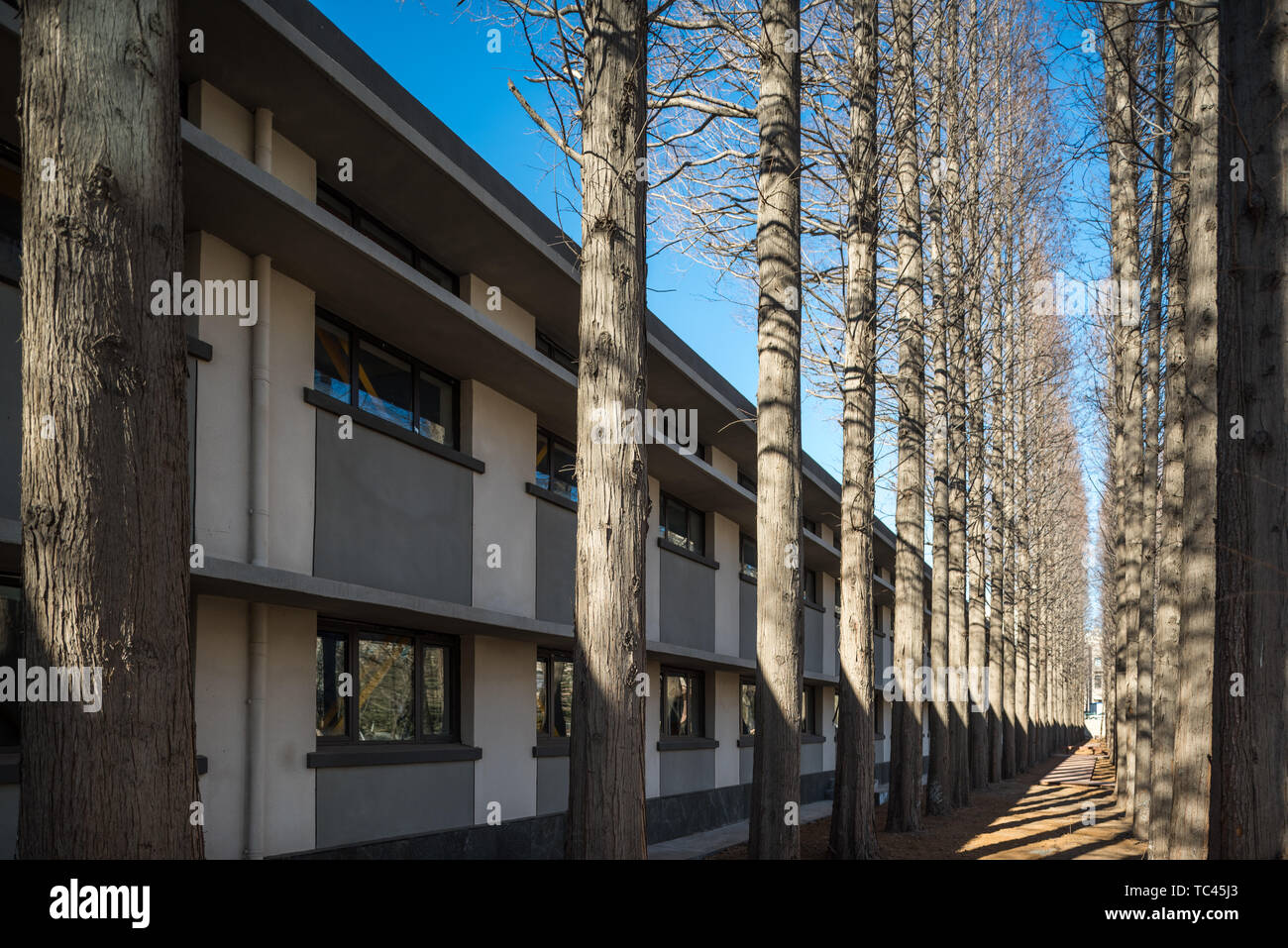 Tanne Wald im Winter Stockfoto