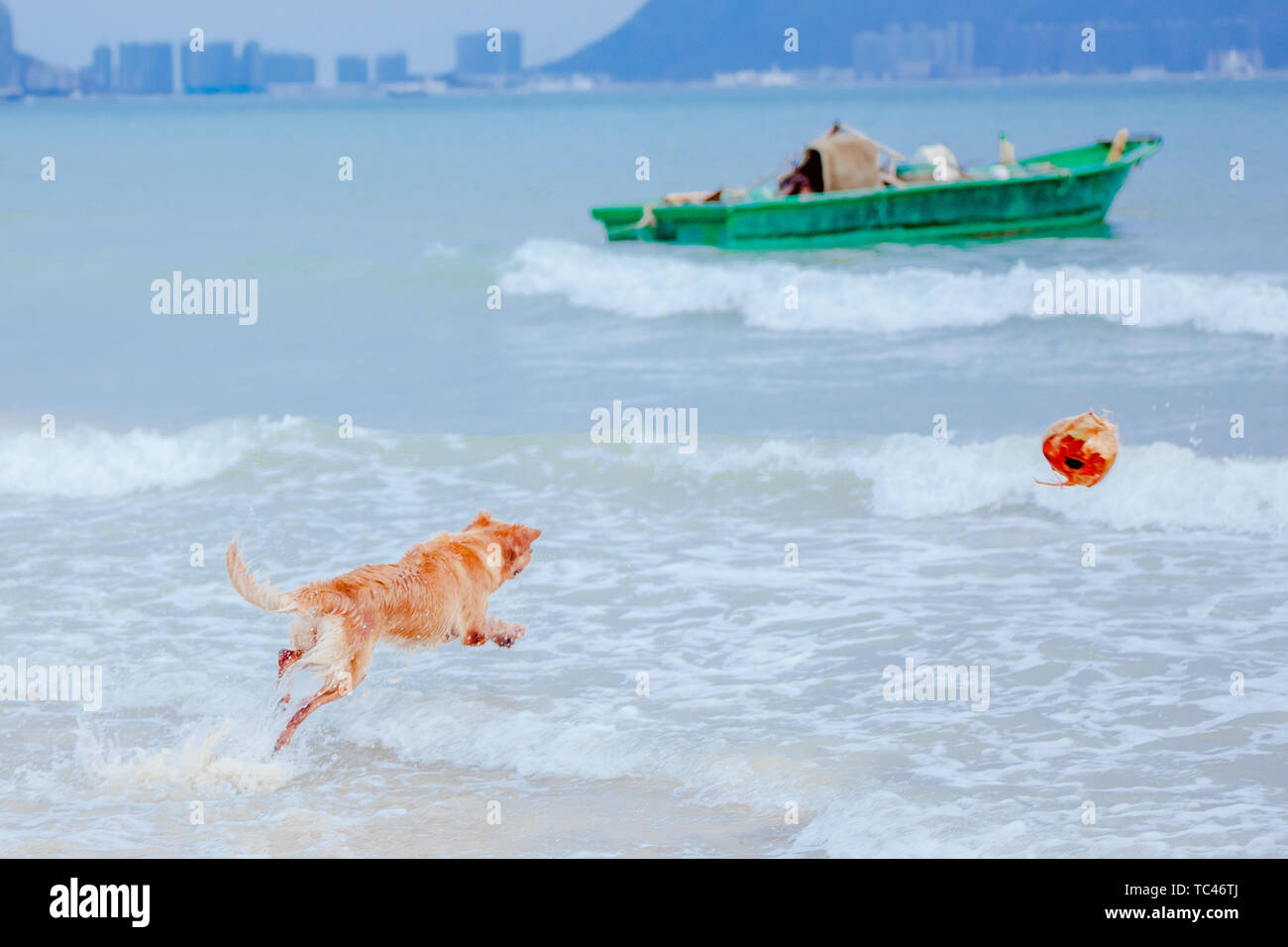Hund, Hund, Haustier, Golden Sea, Schwimmen, Golden Sea, Golden Sea, goldene Hunde gehen auf das Meer, das Meer, den Strand, das Meer, Spaß, Reise, Freizeit, Surfen, Sommer, niemand, Sand, Küste, Erholung, Bewegung, Urlaub, Natur, Himmel, Wellen, Wetter, Sonne Stockfoto