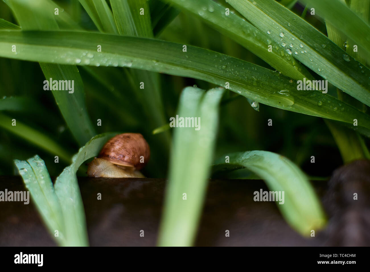 Schnecken in die Werft nach dem Regen auf dem grünen Rasen mit großen tautropfen. Bild für Design mit Copyspace. Konzept der sich vorwärts zu bewegen, zum Erfolg. Stockfoto