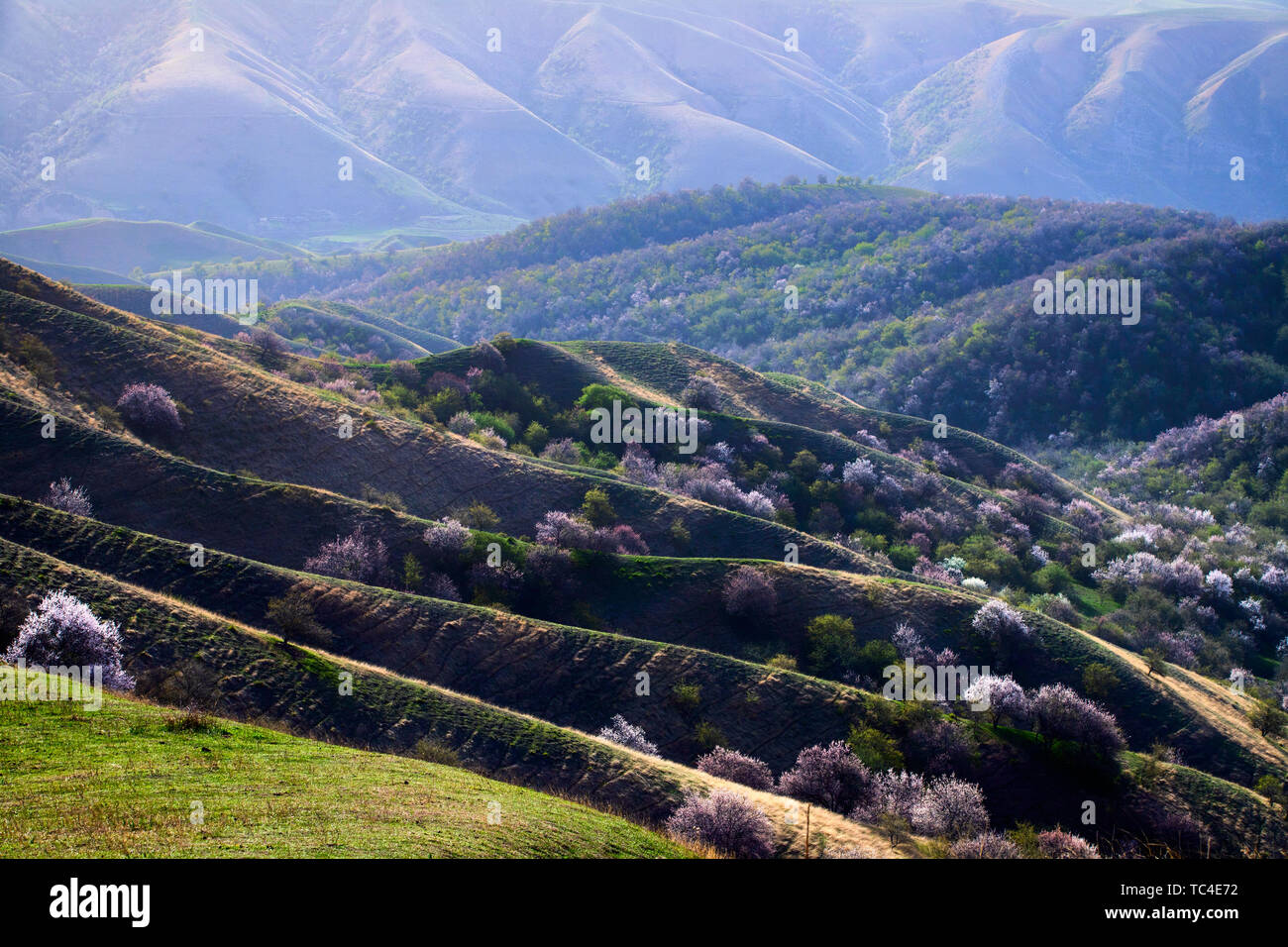 Die Daxigou wilde Frucht Wald in Xinjiang ist ein natürliches Gen Bank. Es gibt 400.000 wilde Früchte. Jedes Jahr im Frühling, alle Arten von wilde Früchte Blüten öffnen sich einer nach dem anderen, bilden ein schönes Bild blättern. Stockfoto