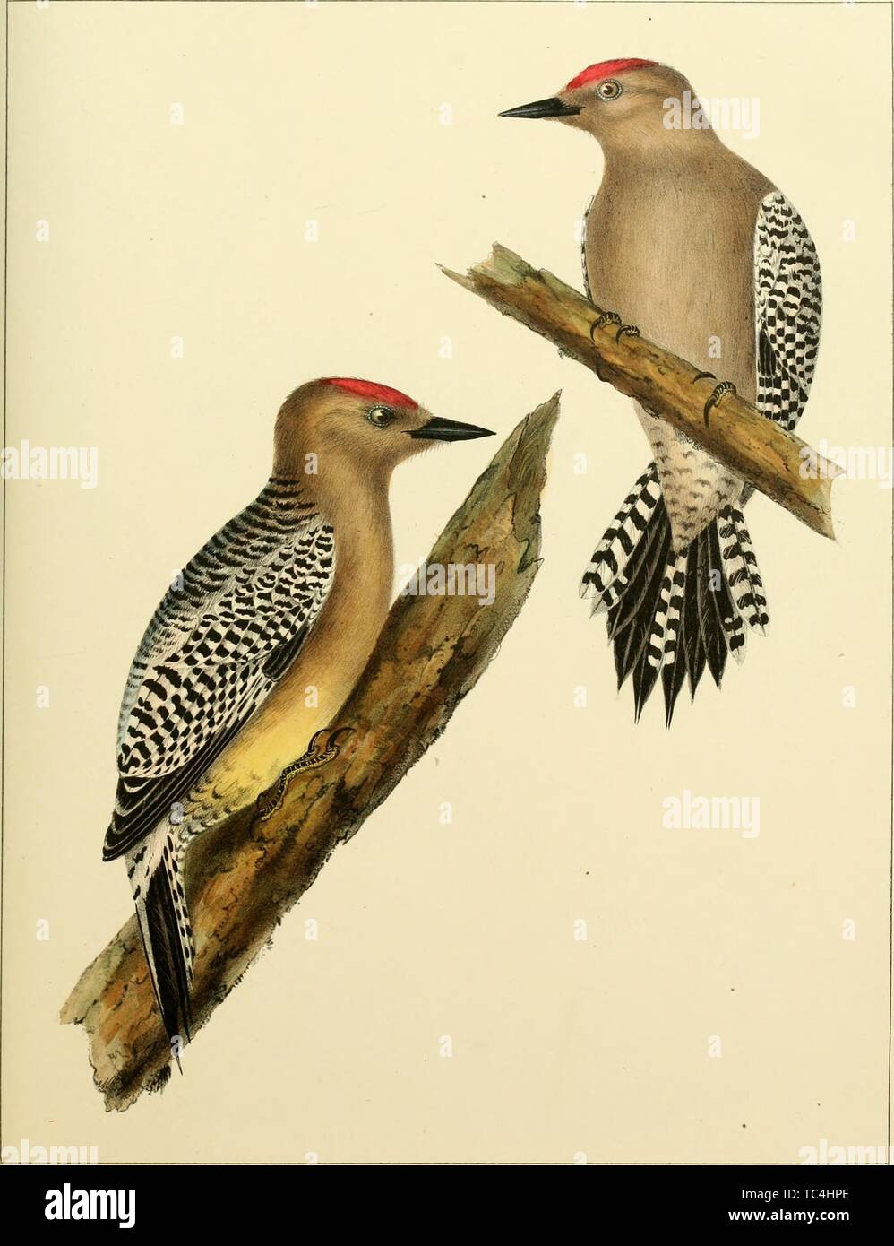 Gravuren der Gila Spechte, aus den Berichten der Buch "von Erkundungen und Befragungen" von Joseph Henry und Spencer Fullerton Baird, 1855. Mit freundlicher Genehmigung Internet Archive. () Stockfoto