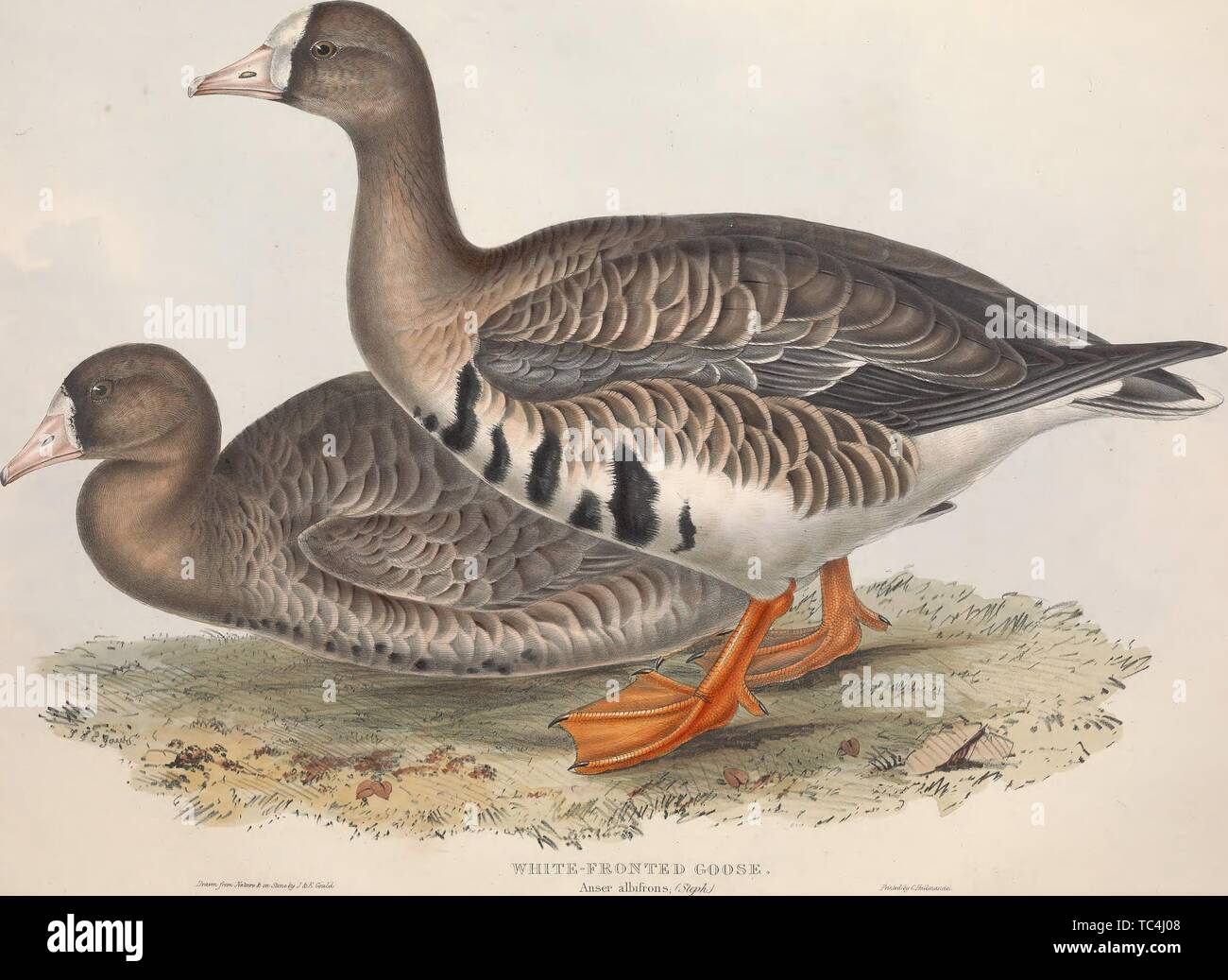 Gravur der Weißen Frontend Gans (Alsen Albifrons), aus dem Buch "Die Vögel Europas von John Gould, 1837. Mit freundlicher Genehmigung Internet Archive. () Stockfoto