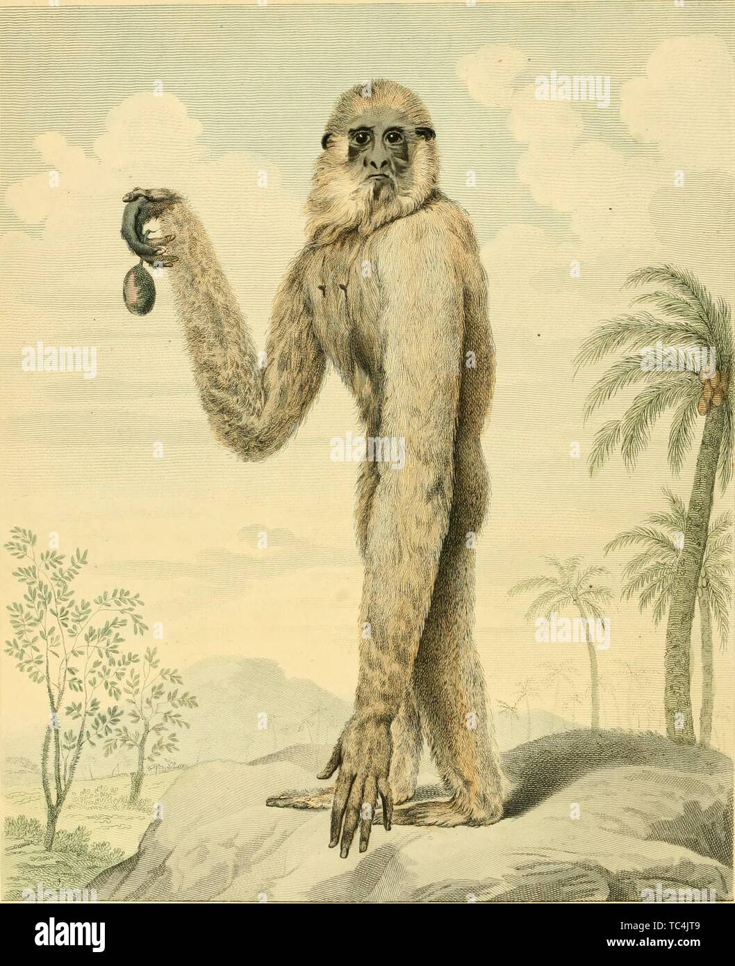 Gravur der Long-Armed Gibbon (simia Longimana), aus dem Buch "Usei Leveriani explicatio, anglica et Latina" durch Shaw George, 1792. Mit freundlicher Genehmigung Internet Archive. () Stockfoto