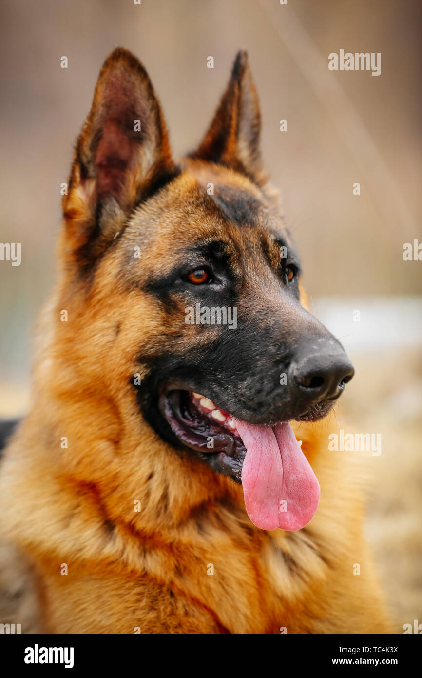 Porträt von einem Hund Stockfoto