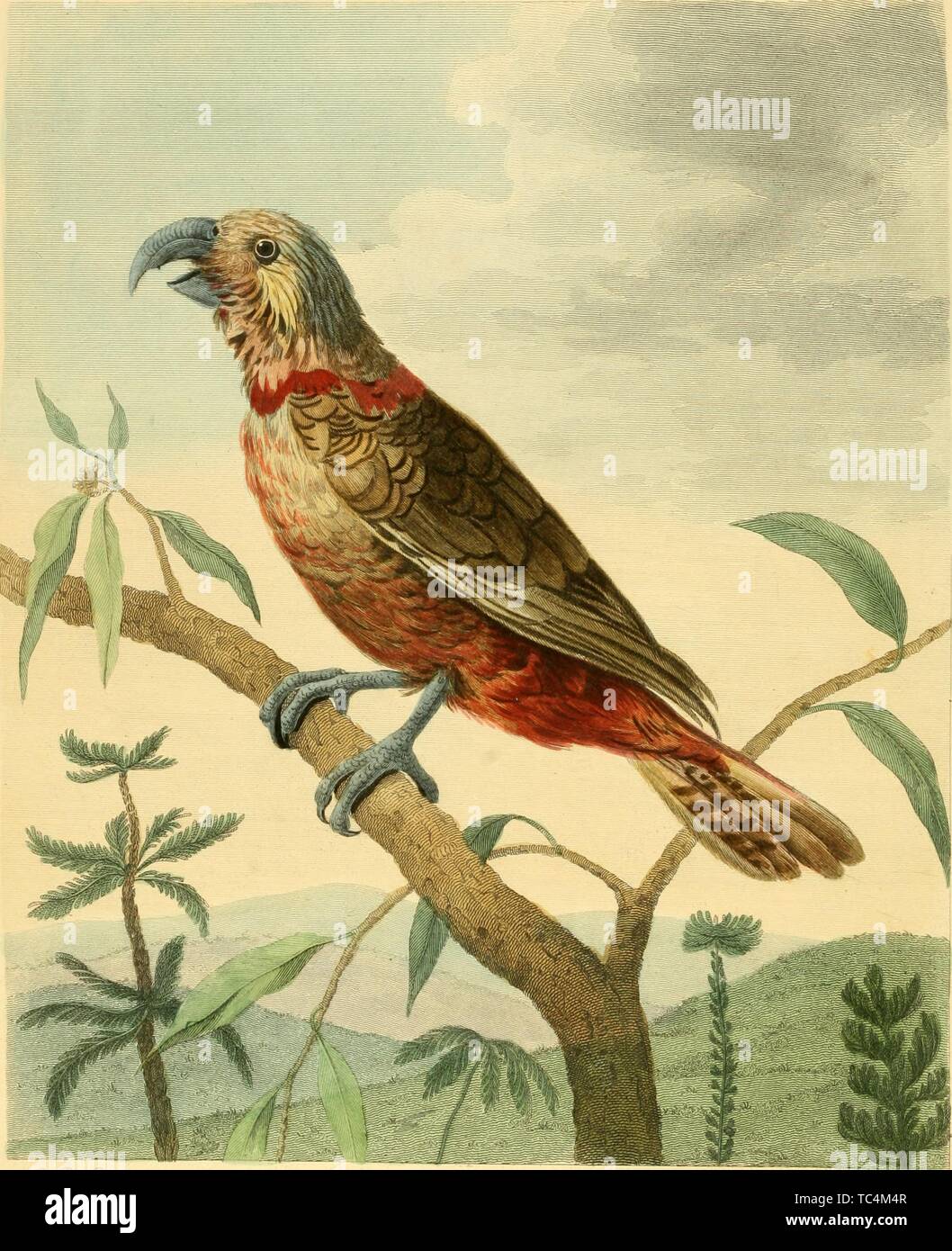 Gravur der Südlichen Brown Parrot (psittacus Australis), aus dem Buch "Usei Leveriani explicatio, anglica et Latina" durch Shaw George, 1792. Mit freundlicher Genehmigung Internet Archive. () Stockfoto