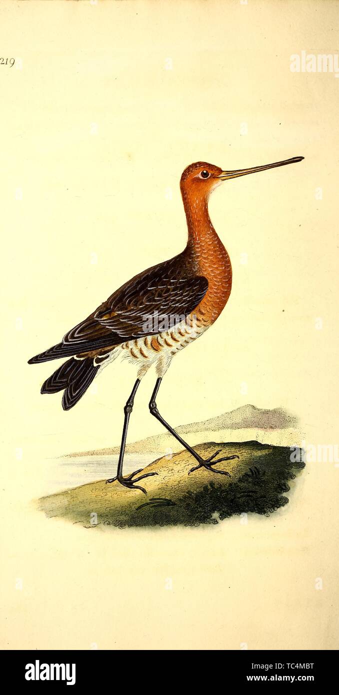 Gravur der Bar-Tailed Godwit (Limosa lapponica), aus dem Buch "Die natürliche Geschichte der British Birds" von Edward Donovan, 1825. Mit freundlicher Genehmigung Internet Archive. () Stockfoto