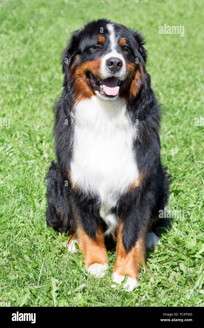 Süße Berner Sennenhund Welpe sitzt auf einer grünen Wiese. Berner Sennenhund oder Berner Rinder Hund. Heimtiere. Stockfoto