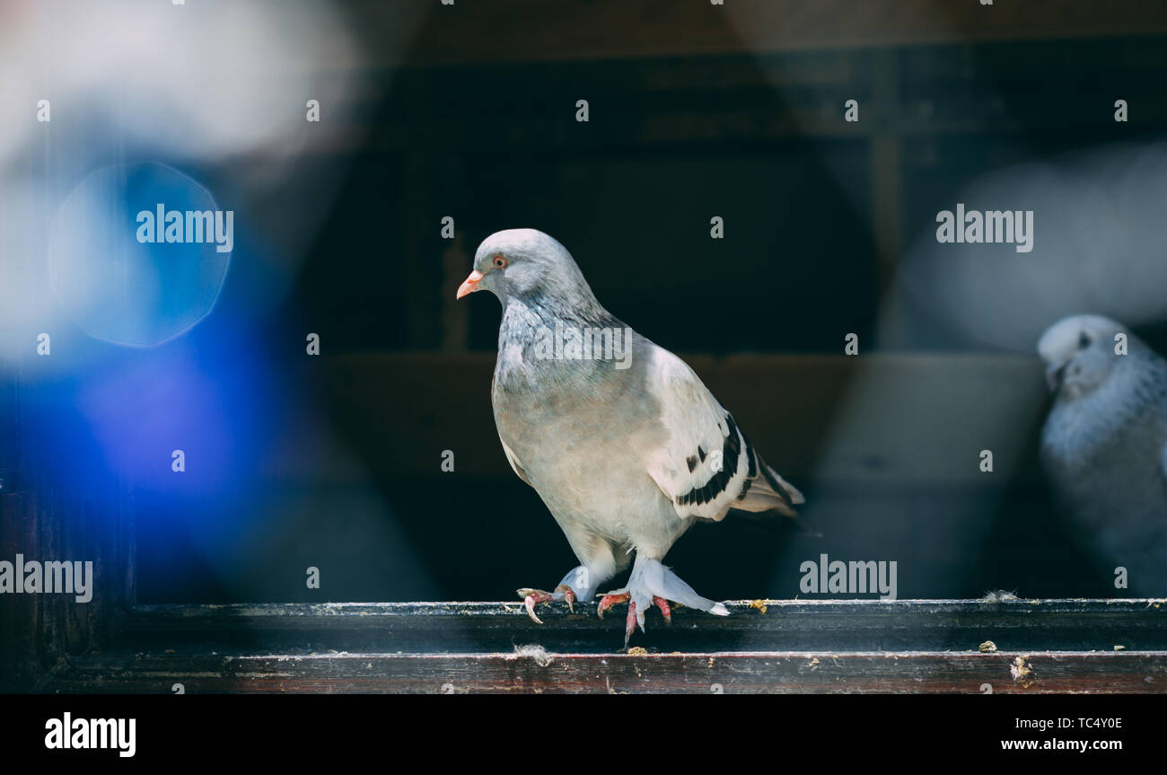 Porträt einer bestimmten Taube in einem Käfig. In der Nähe Bild von schönen Tauben der etwas anderen Art. Stockfoto