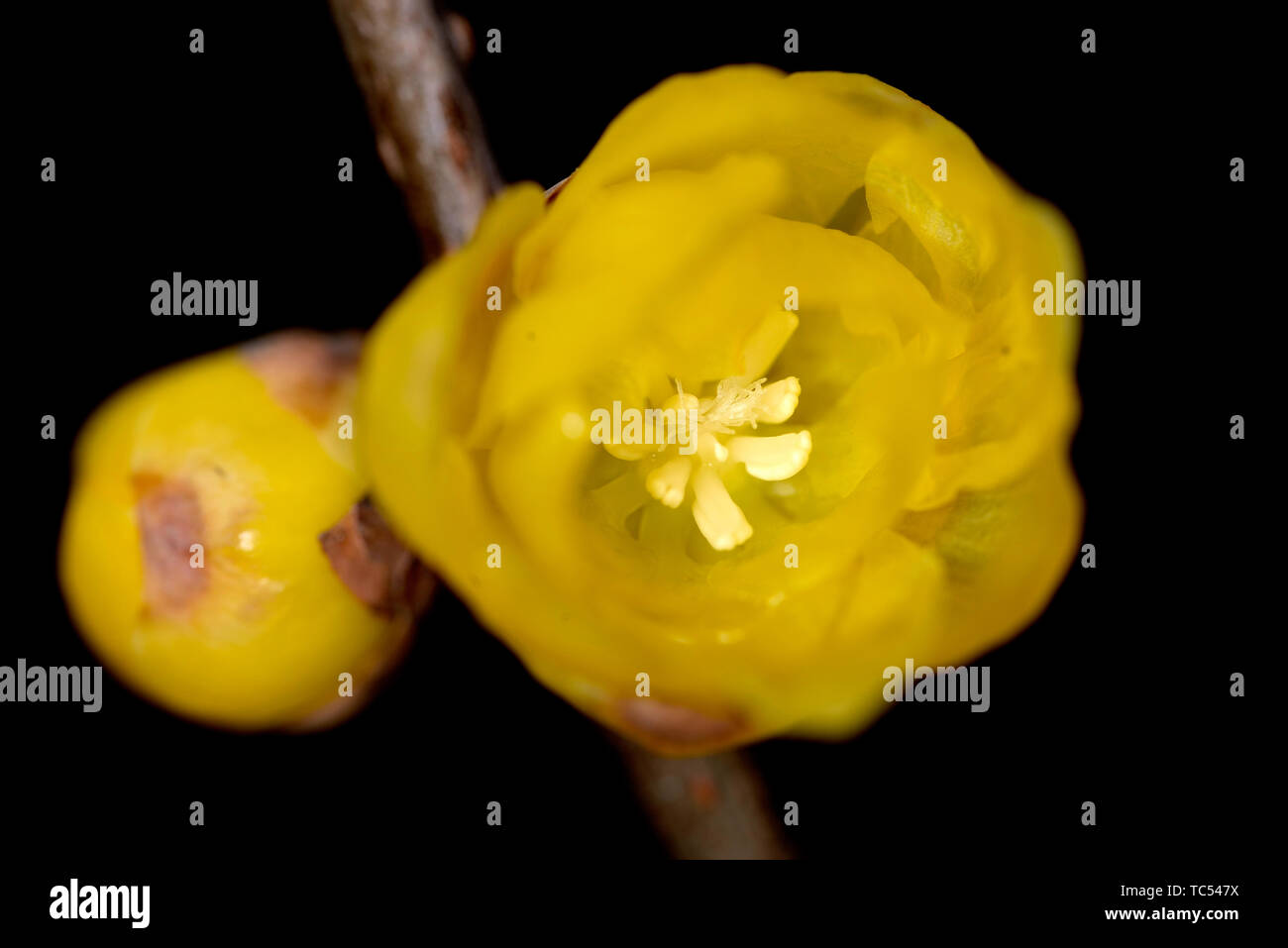 Plum flower Stockfoto