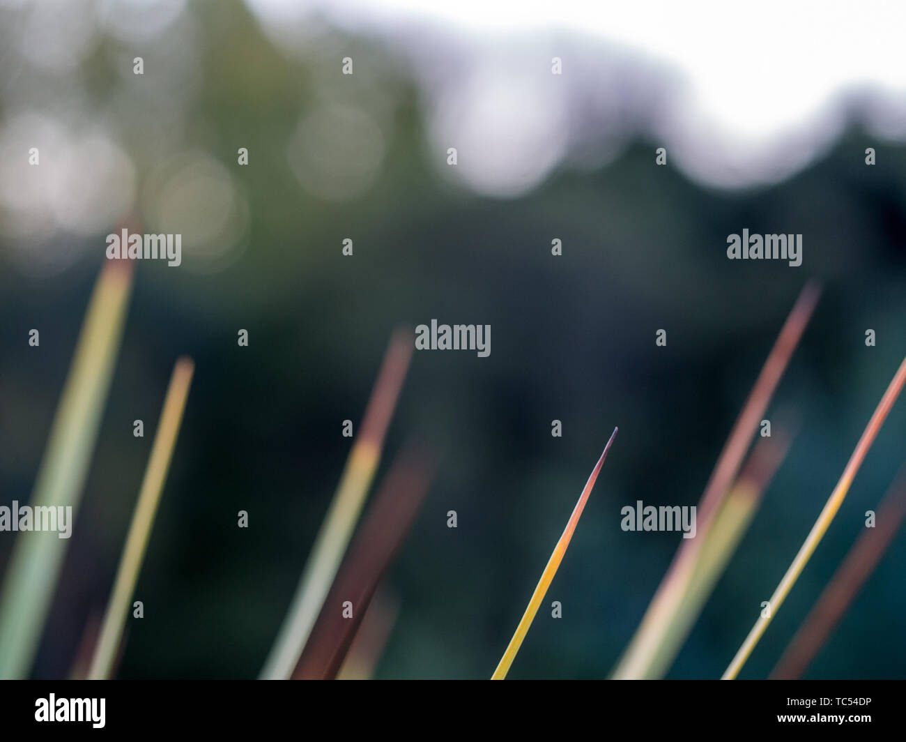 Blätter, Ti Kouka Cabbage Tree (Cordyline australis), Pohueroa, Brunswick, Whanganui, Neuseeland Stockfoto