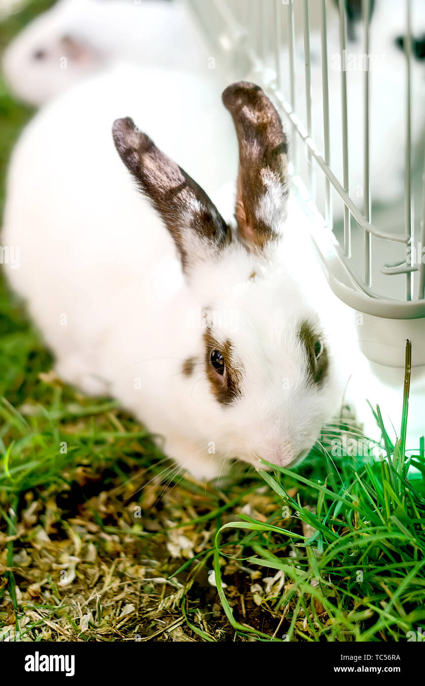 Cute nach Weisser Hase Bunny mit schwarzen Ohren und Ringe um die Augen sitzen liegen auf einem Gras Stockfoto