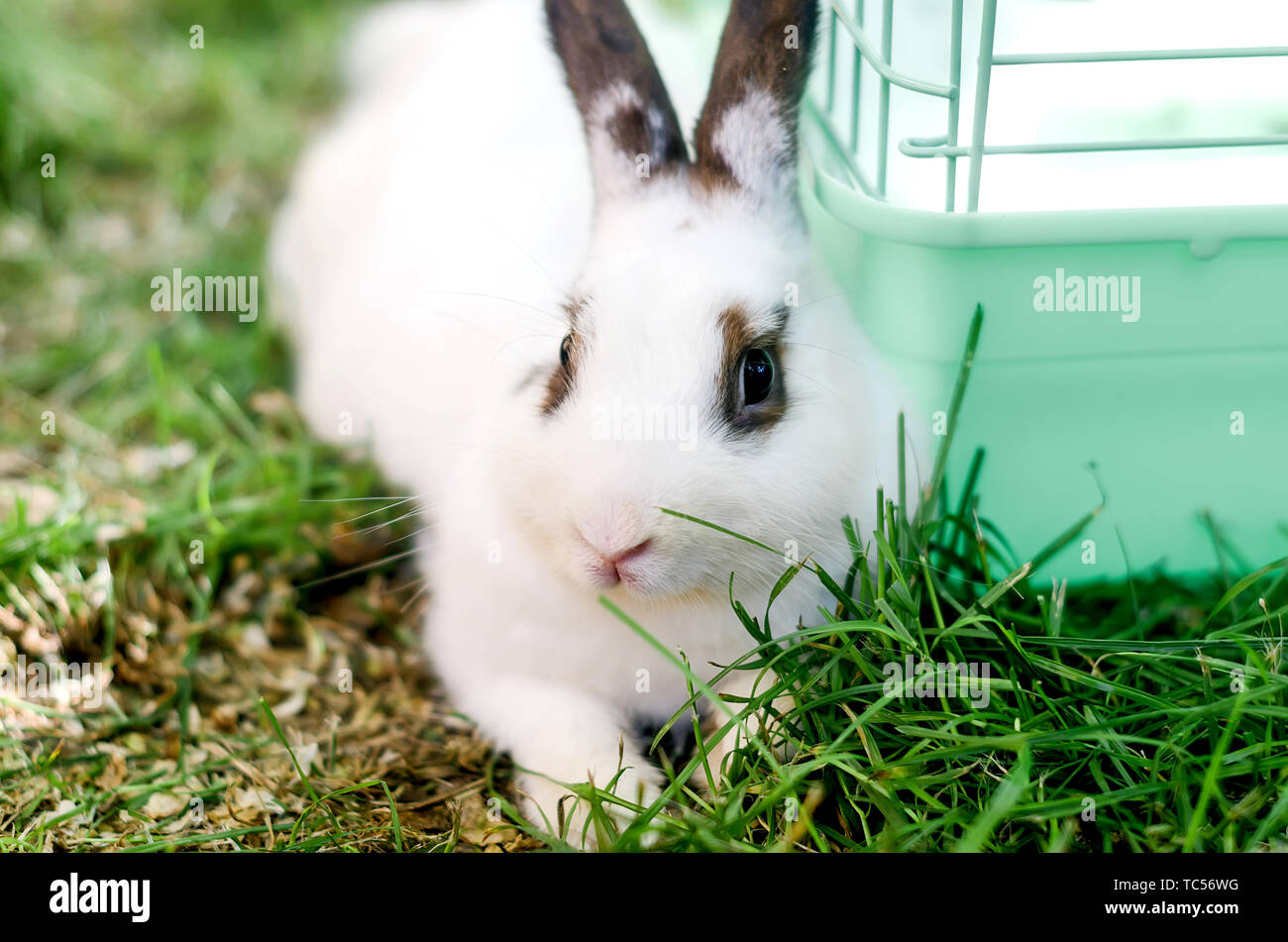 Cute nach Weisser Hase Bunny mit schwarzen Ohren und Ringe um die Augen sitzen liegen auf einem Gras Stockfoto