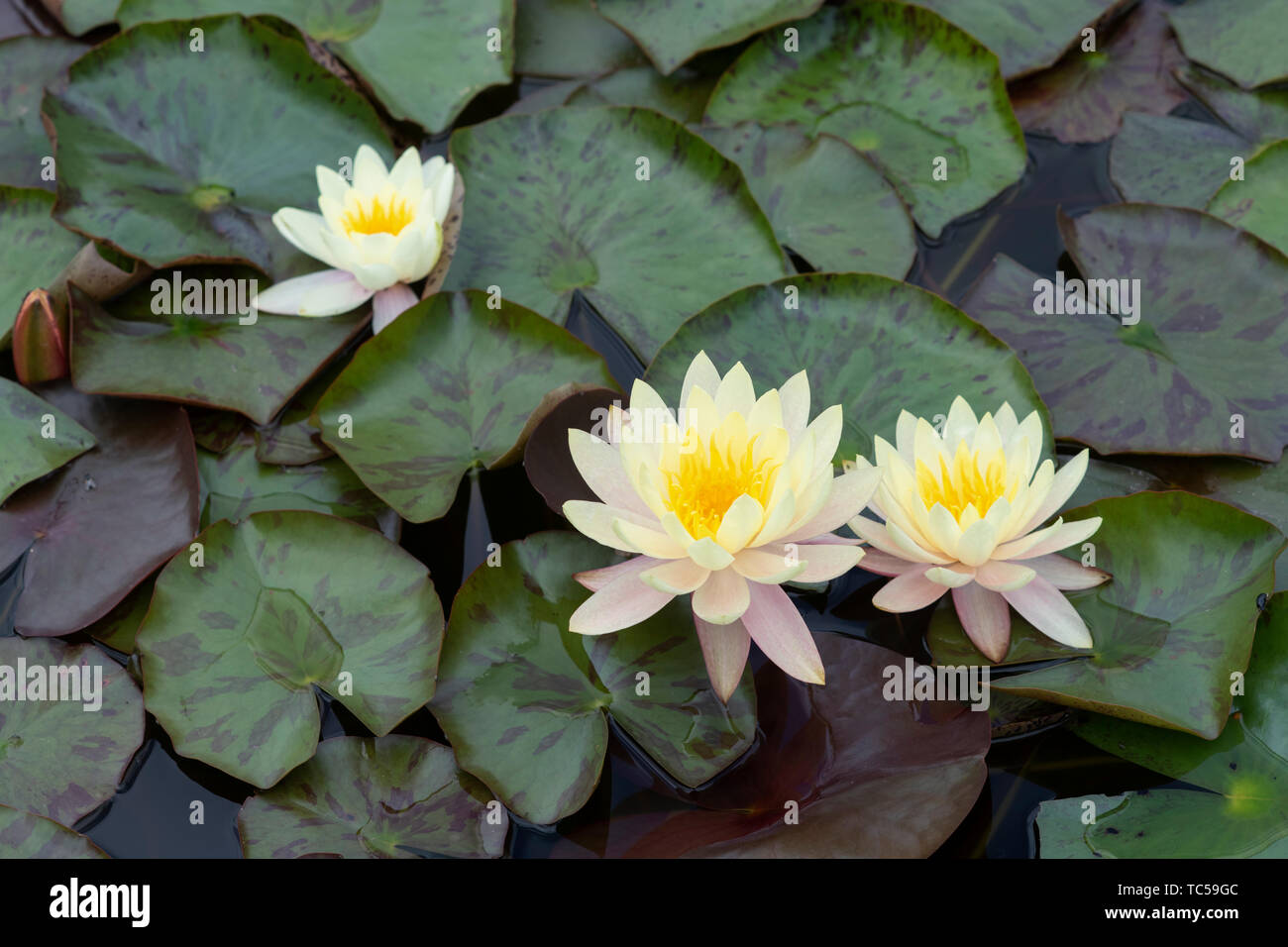 Nymphaea "Innere Licht". Seerose "Innere Licht" auf einem Teich. Großbritannien Stockfoto