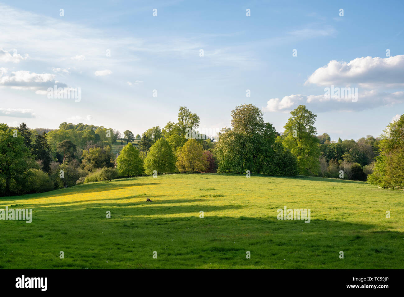 Grafschaft Oxfordshire im Frühjahr. Swerford, Cotswolds, Oxfordshire, England Stockfoto