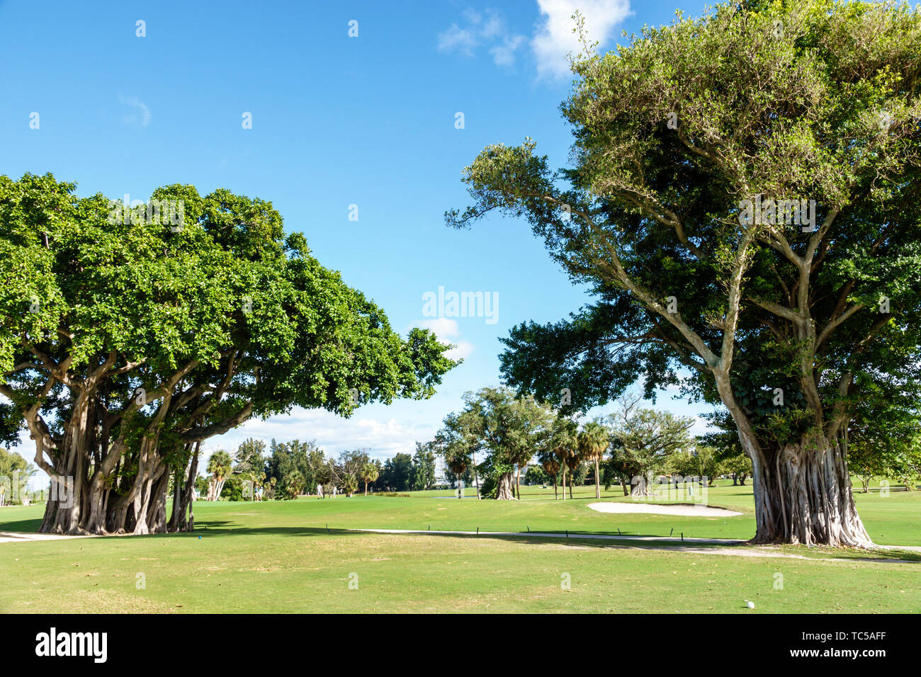Miami Beach, Florida, Normandy Shores, öffentlicher Golfplatz, banyan Stragler Feigenbäume, Wurzeln von Propellerrosten, FL190228007 Stockfoto